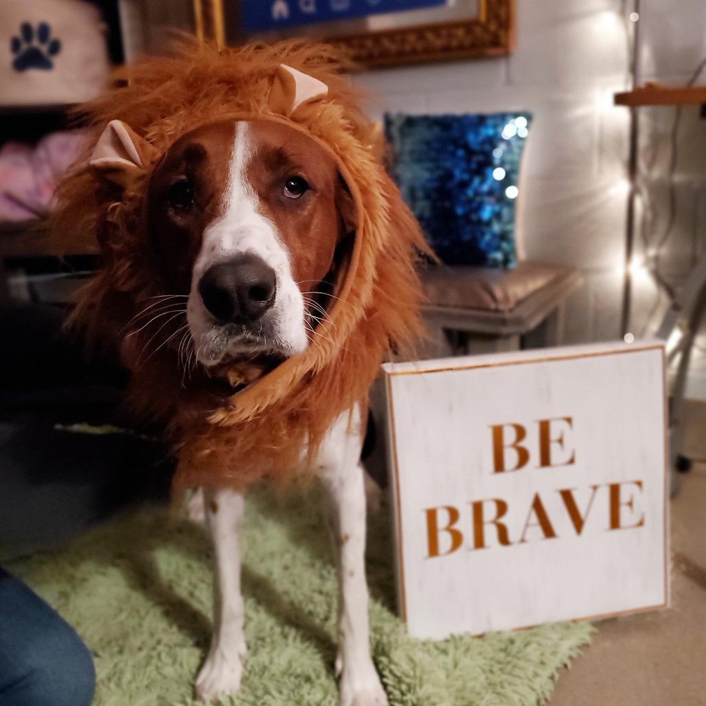 Blaze, a Adoptable mixed breed in Fredericksburg, VA image 2/6