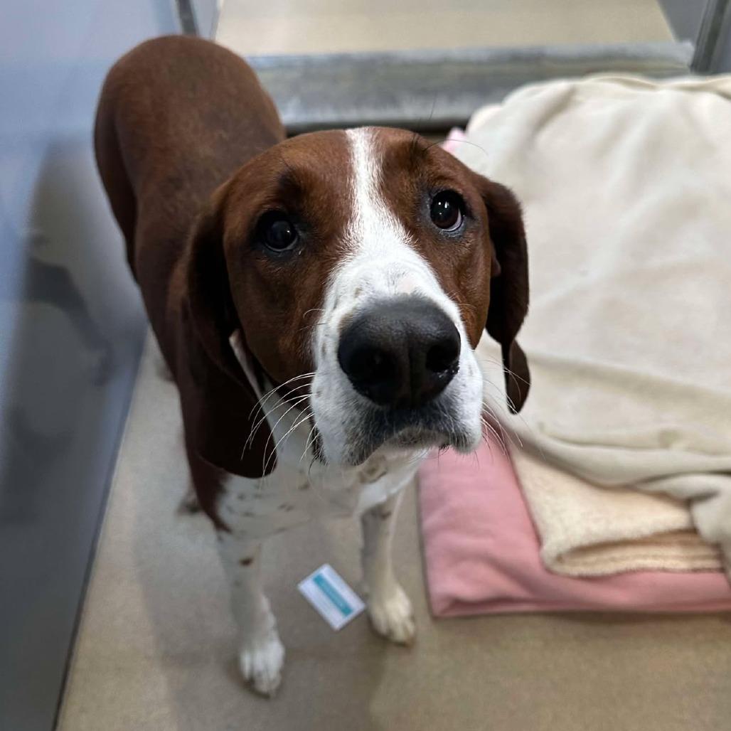 Blaze, a Adoptable mixed breed in Fredericksburg, VA image 3/6