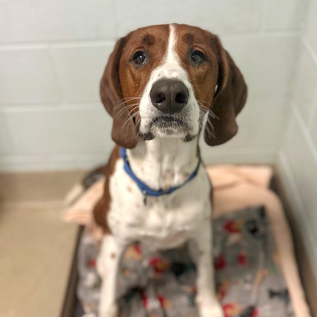 Blaze, a Adoptable mixed breed in Fredericksburg, VA image 4/6