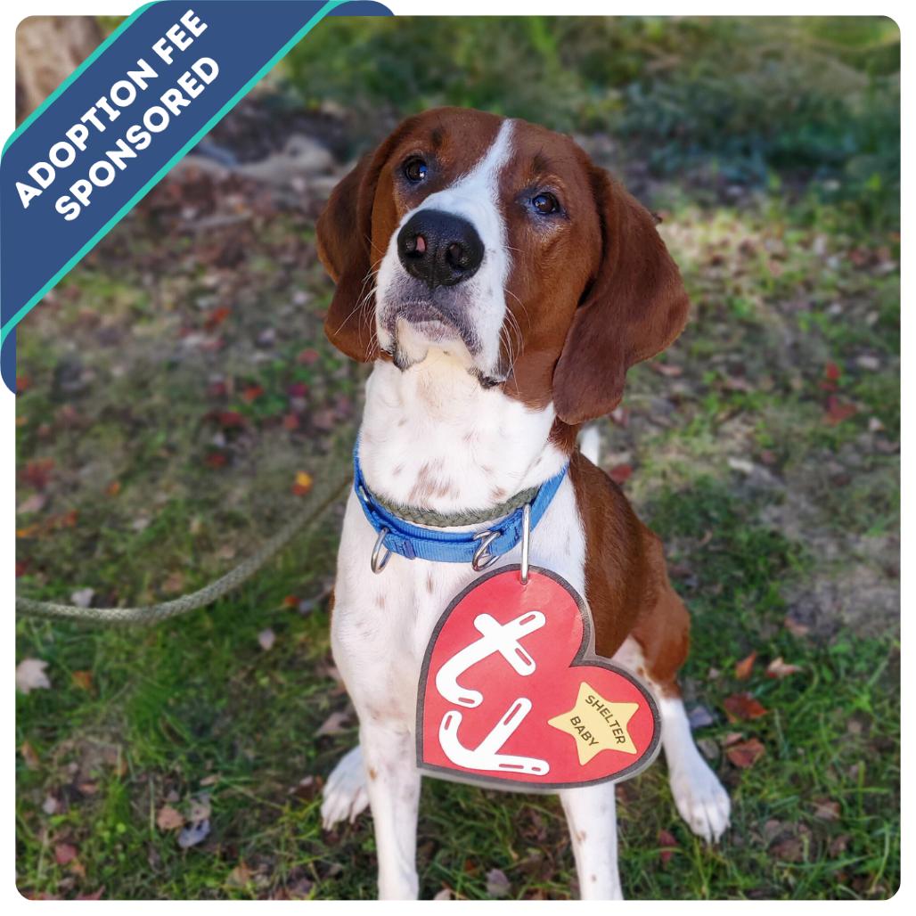 Blaze, a Adoptable mixed breed in Fredericksburg, VA image 5/6