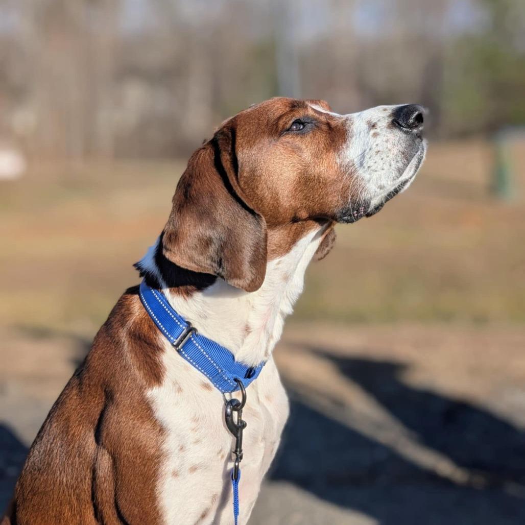 Blaze, a Adoptable mixed breed in Fredericksburg, VA image 6/6