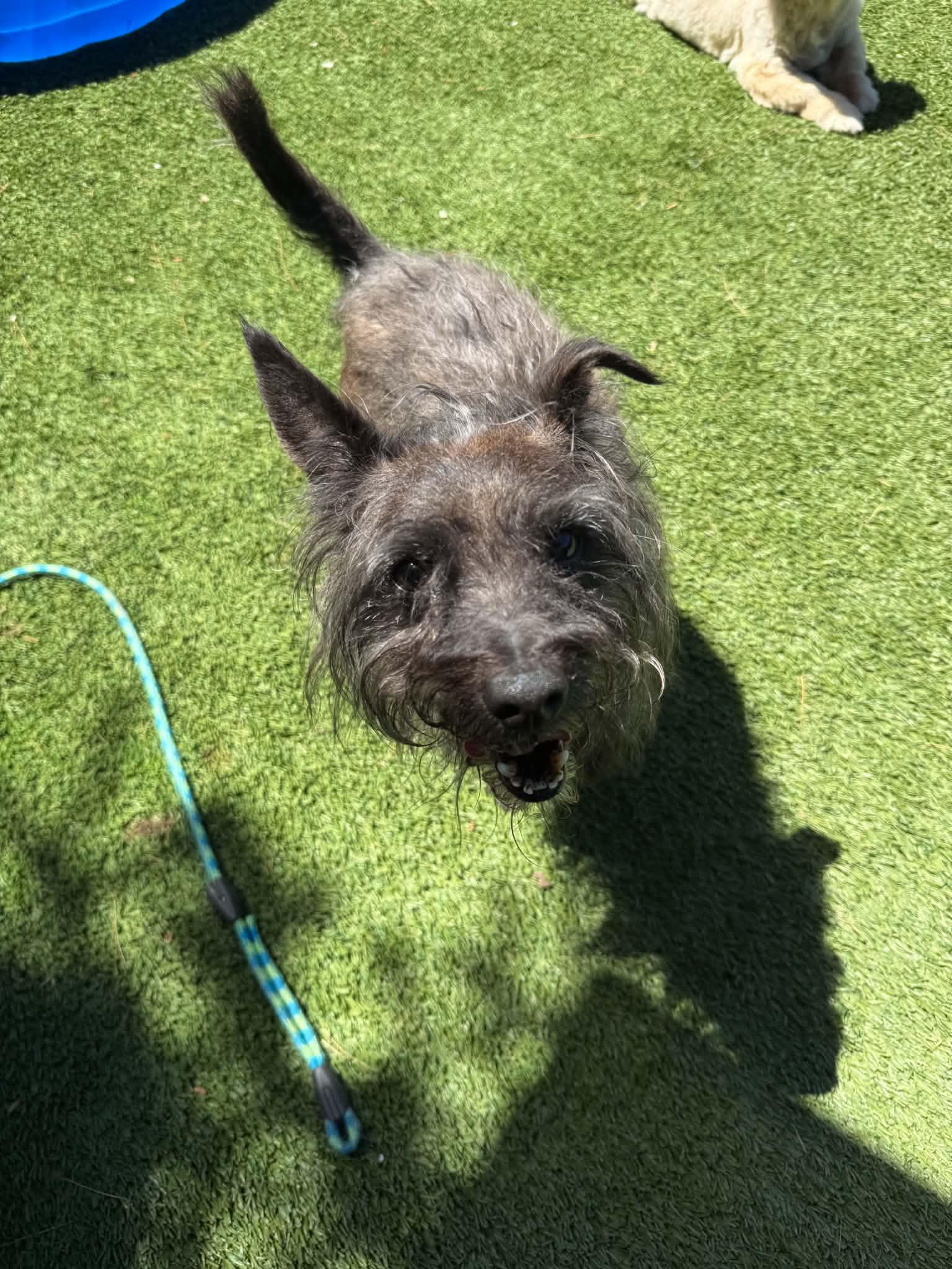 Enlarge Splinter, a ADOPTABLE mixed breed in Groton, CT image 5/5