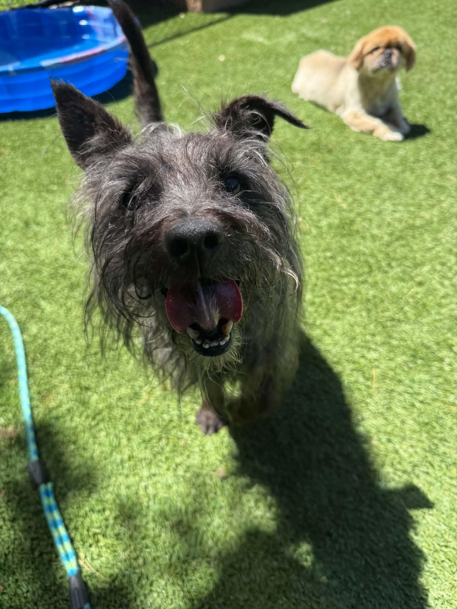 Enlarge Splinter, a ADOPTABLE mixed breed in Groton, CT image 2/5