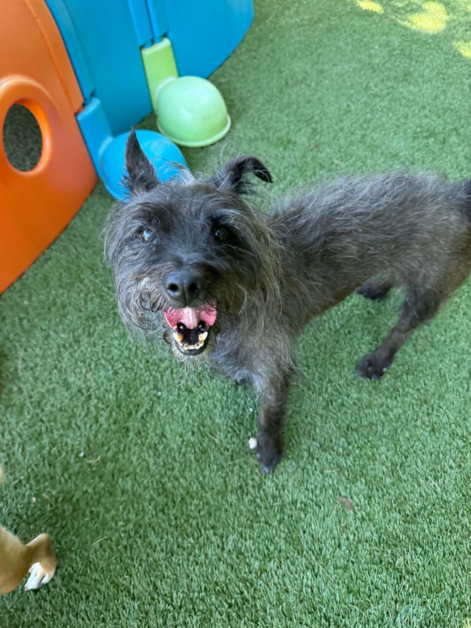 Enlarge Splinter, a ADOPTABLE mixed breed in Groton, CT image 4/5