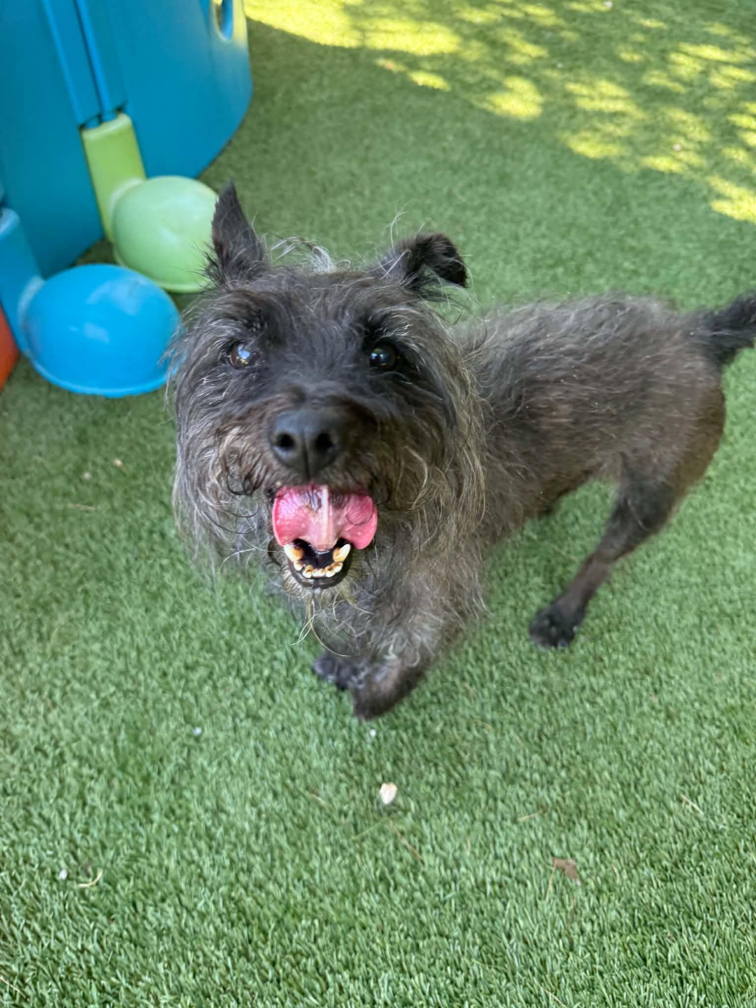 Enlarge Splinter, a ADOPTABLE mixed breed in Groton, CT image 1/5
