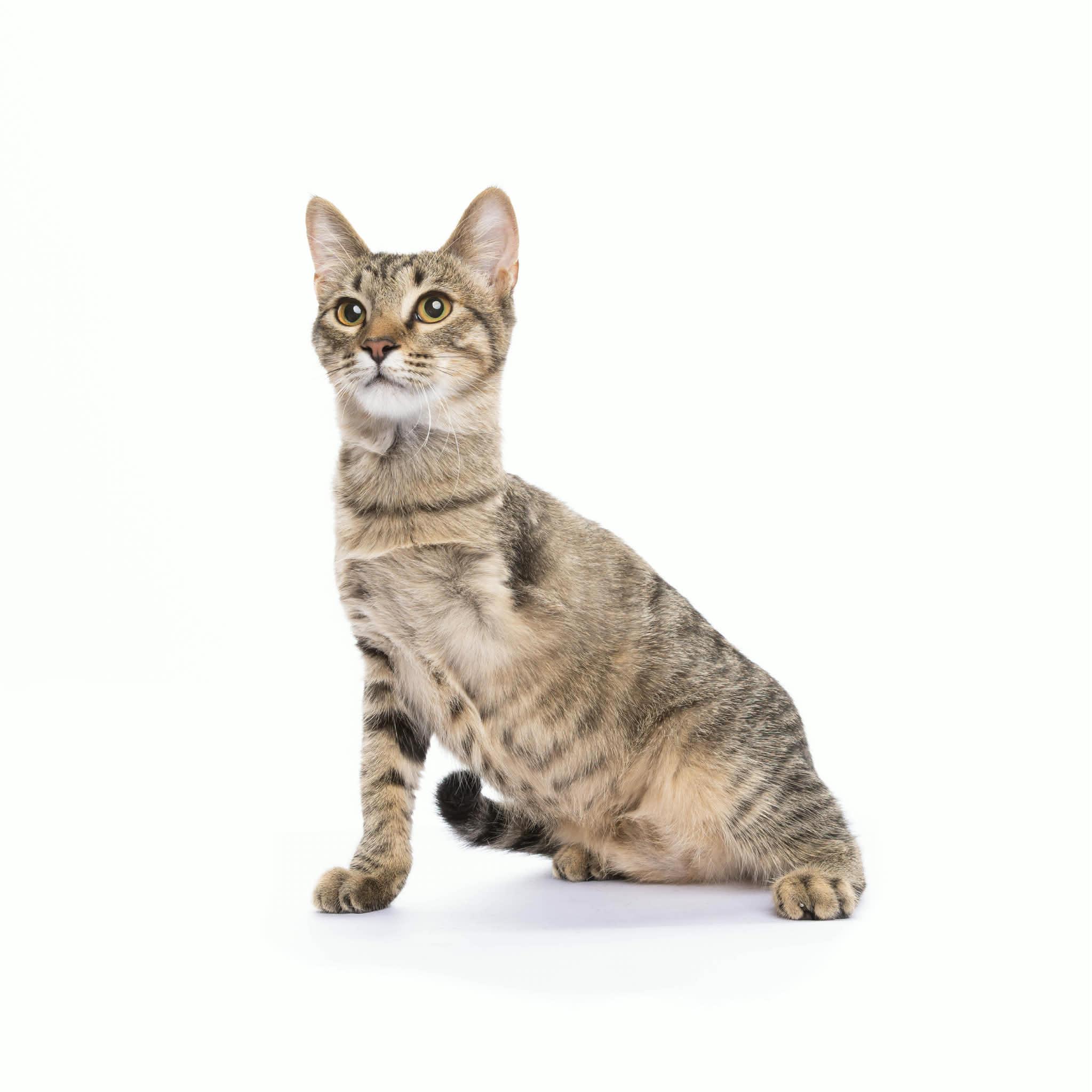Enlarge Darla, a ADOPTABLE Domestic Short Hair in Mansfield, TX image 1/5