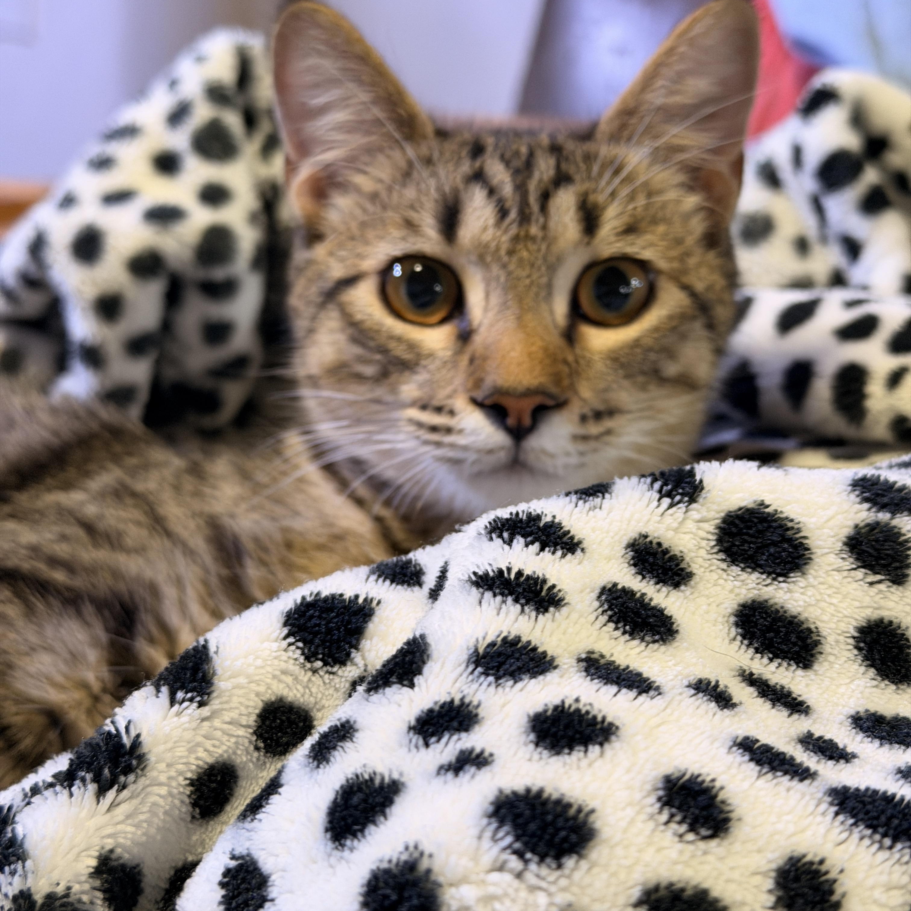 Enlarge Darla, a ADOPTABLE Domestic Short Hair in Mansfield, TX image 5/5