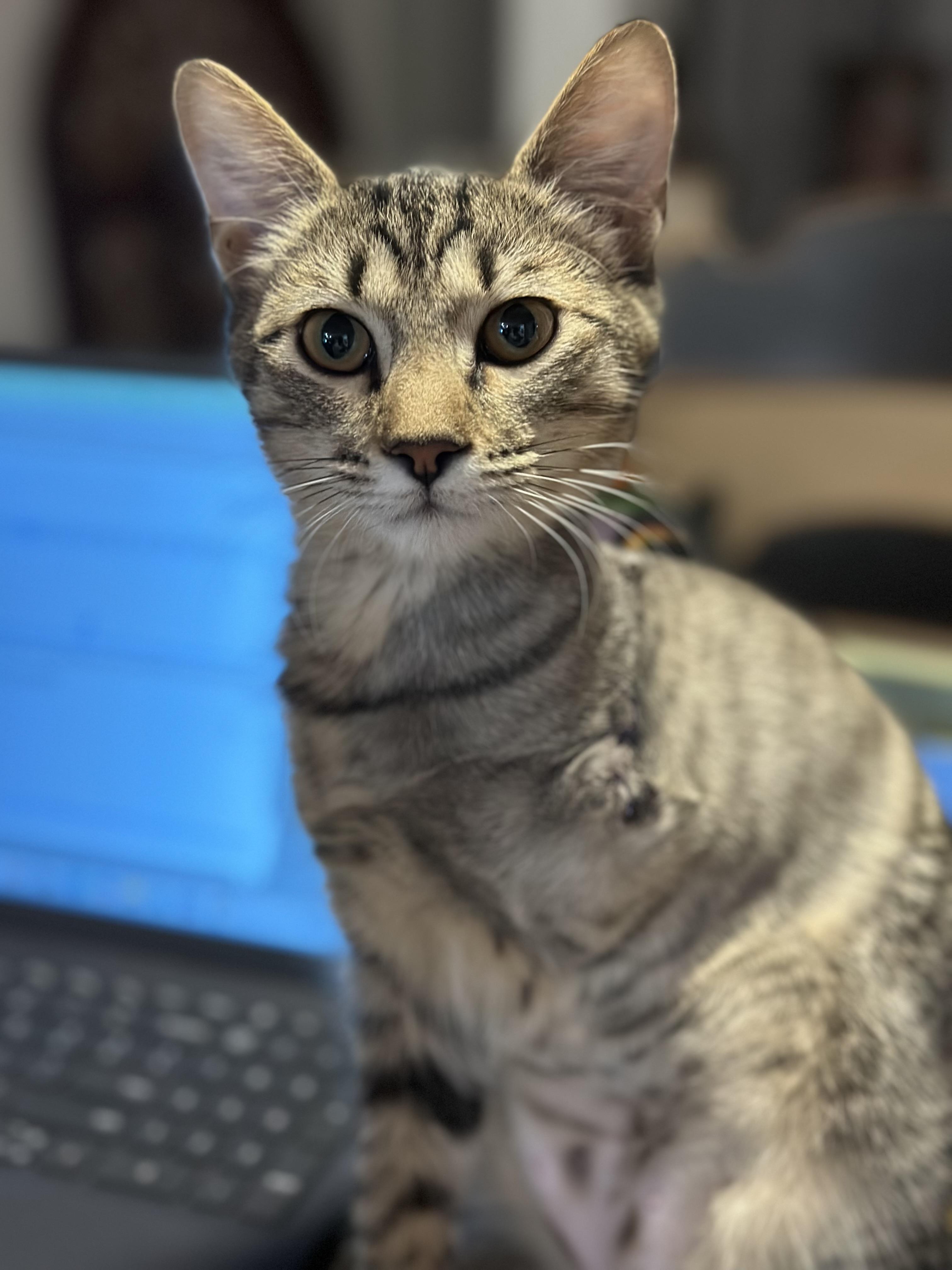 Enlarge Darla, a ADOPTABLE Domestic Short Hair in Mansfield, TX image 4/5