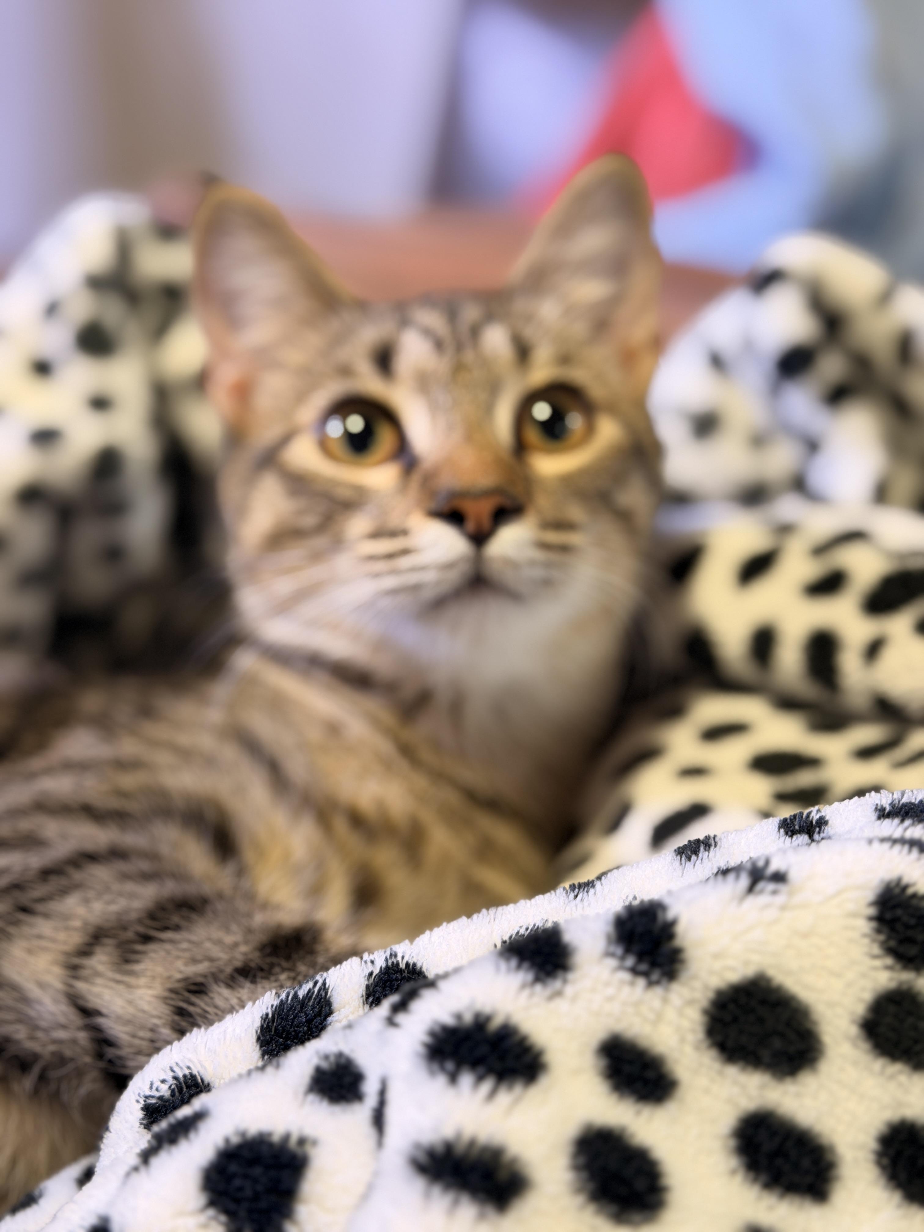 Enlarge Darla, a ADOPTABLE Domestic Short Hair in Mansfield, TX image 3/5