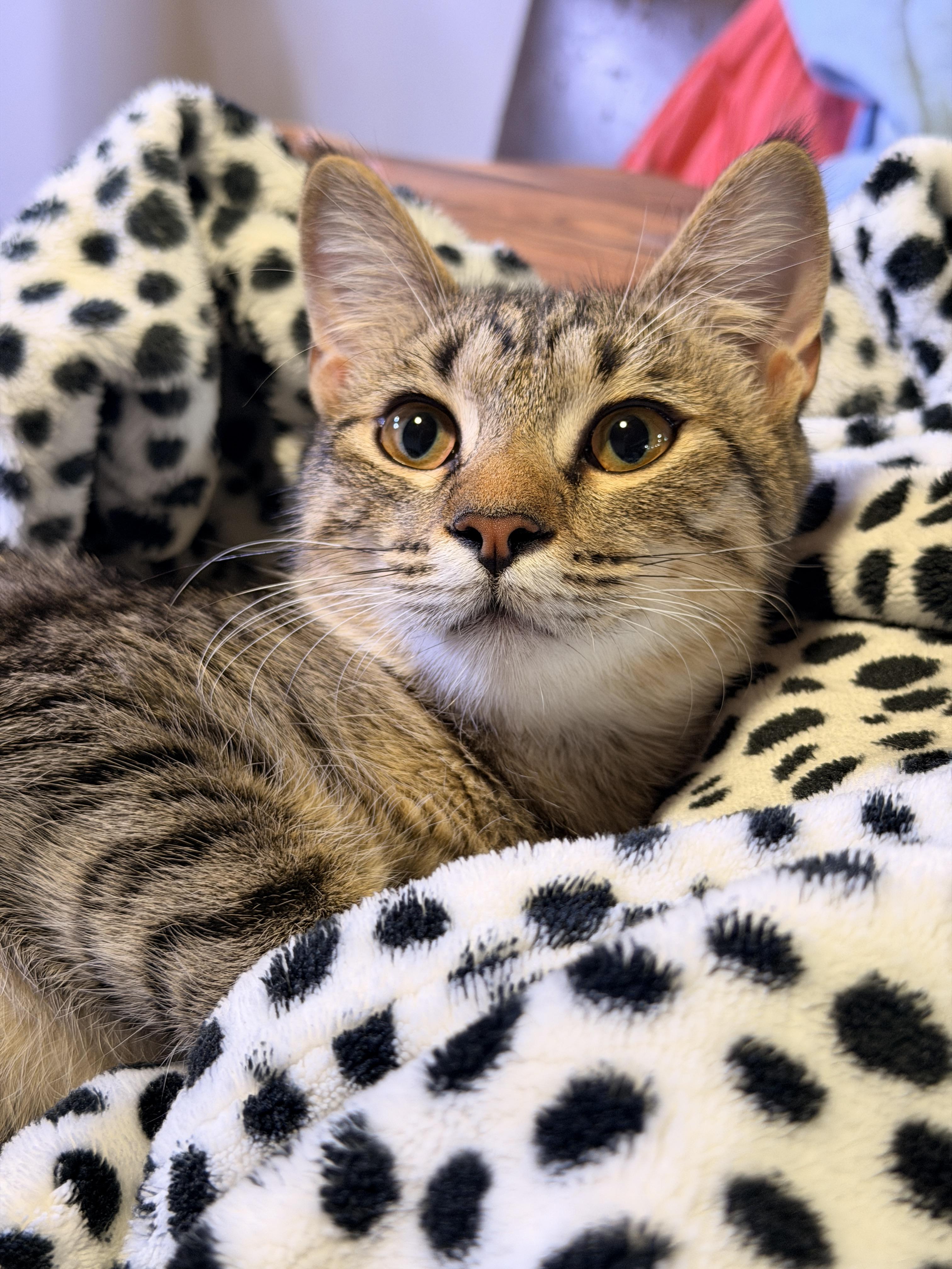 Enlarge Darla, a ADOPTABLE Domestic Short Hair in Mansfield, TX image 2/5