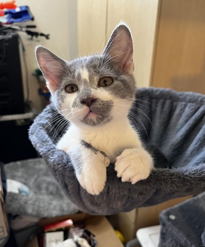 Polly (polydactyl), an adopted Domestic Short Hair in Landenberg, PA image 1/3