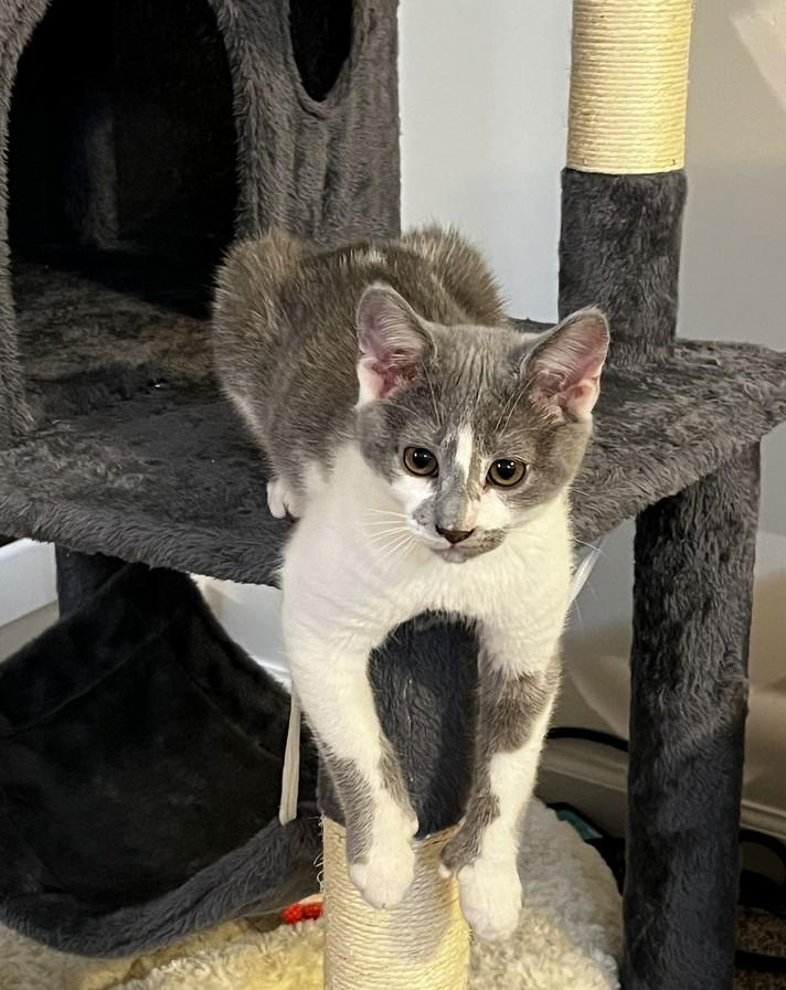 Polly (polydactyl), an adopted Domestic Short Hair in Landenberg, PA image 2/3