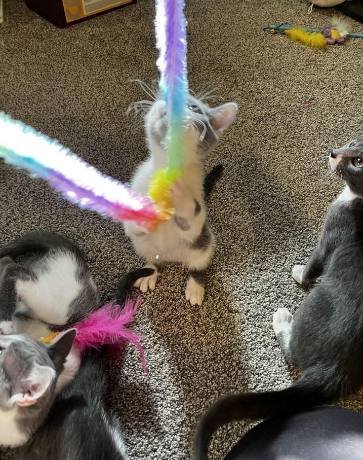 Polly (polydactyl), an adopted Domestic Short Hair in Landenberg, PA image 3/3