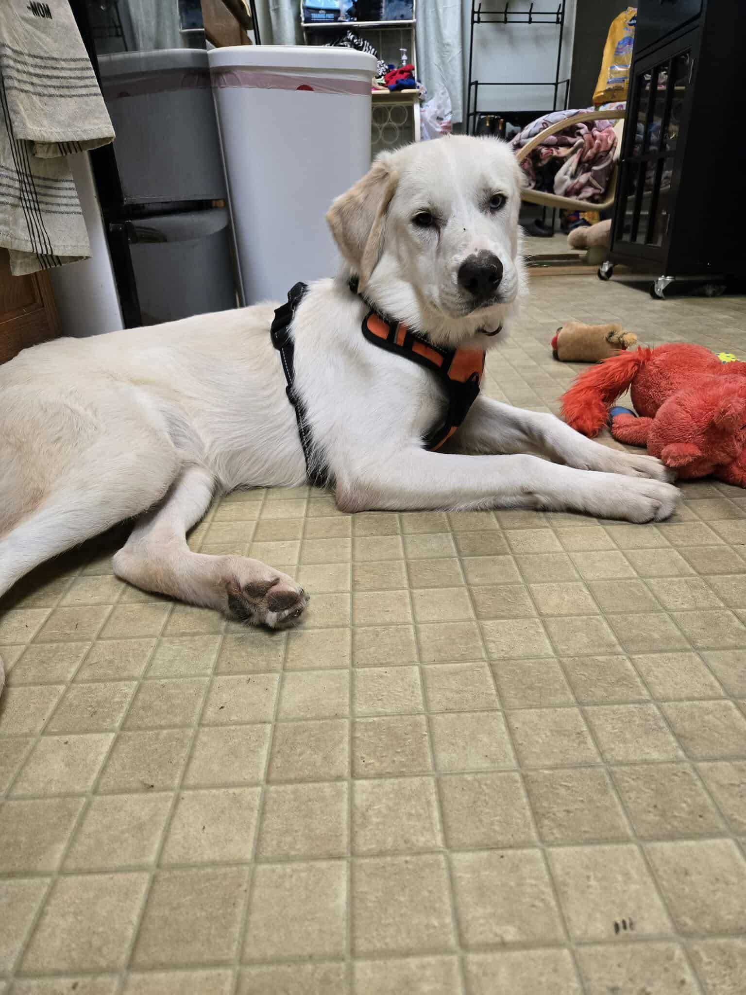 OBE - One Blue Eye, a Adoptable mixed breed in Elkhorn, WI image 1/5