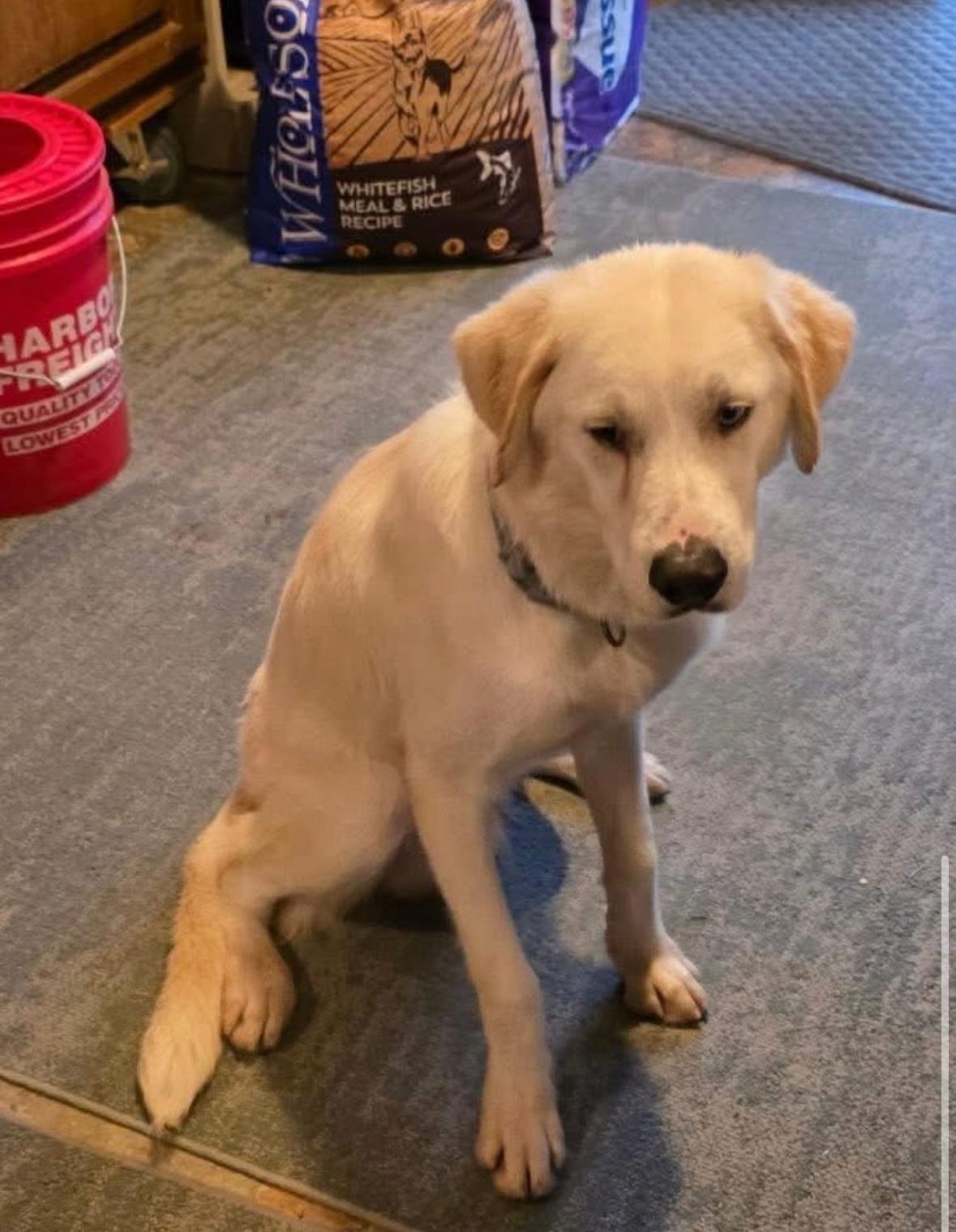 OBE - One Blue Eye, a Adoptable mixed breed in Elkhorn, WI image 3/5