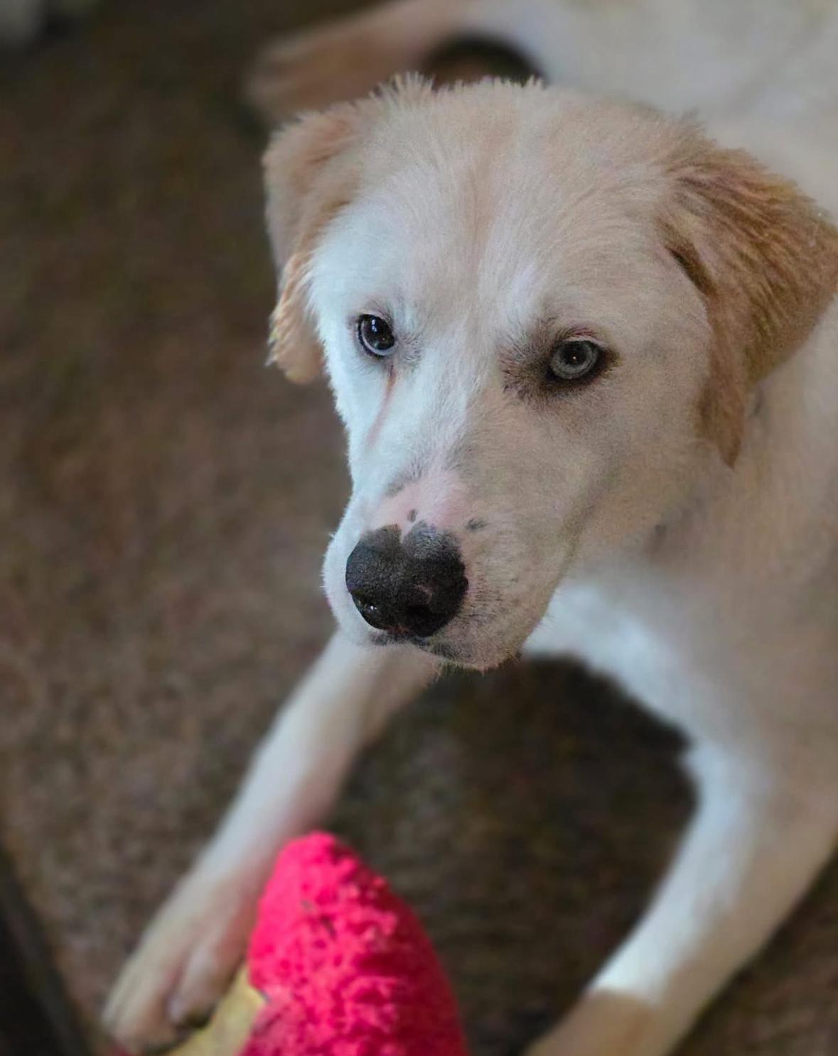 OBE - One Blue Eye 1