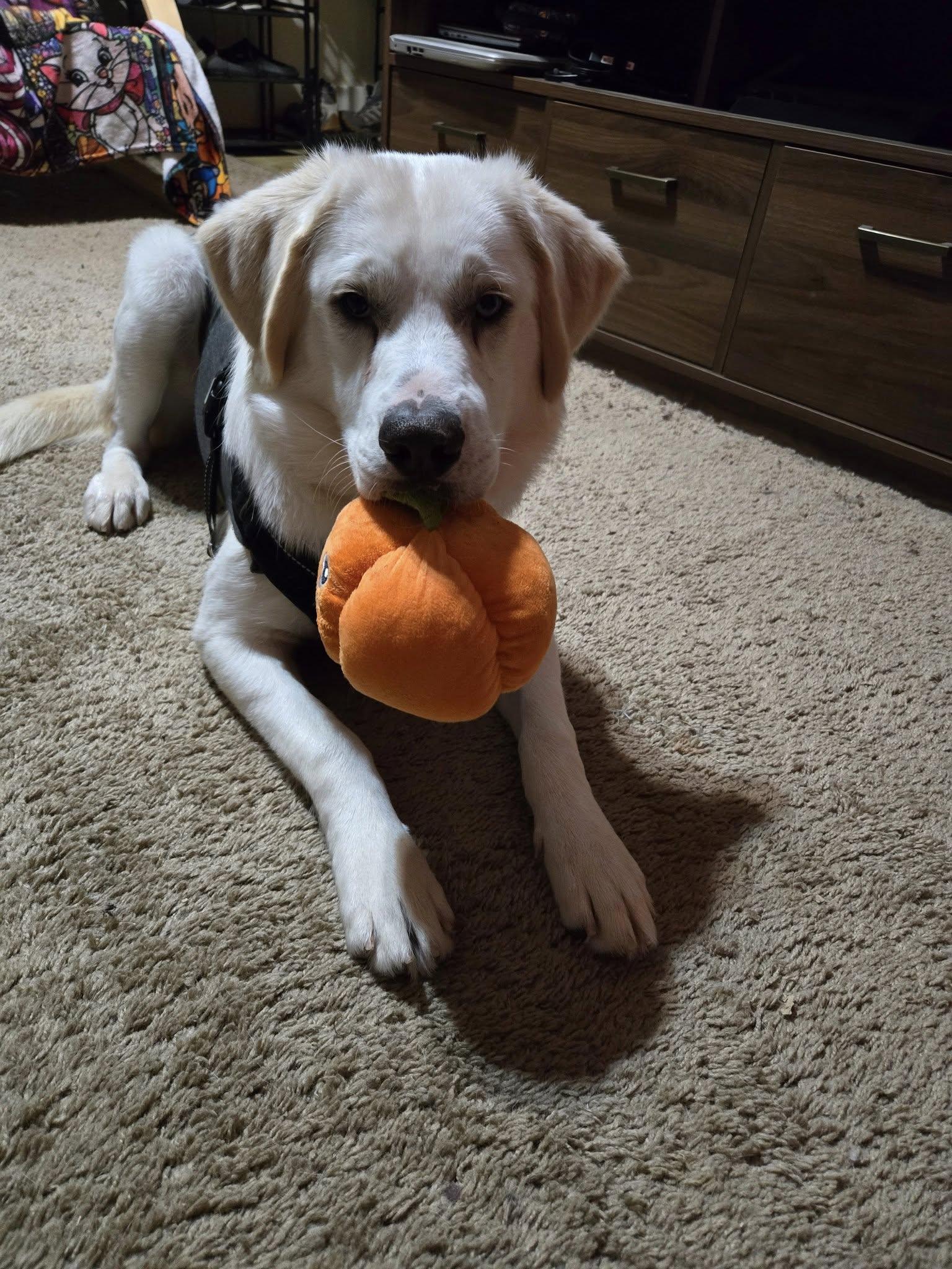 OBE - One Blue Eye, a Adoptable mixed breed in Elkhorn, WI image 5/5