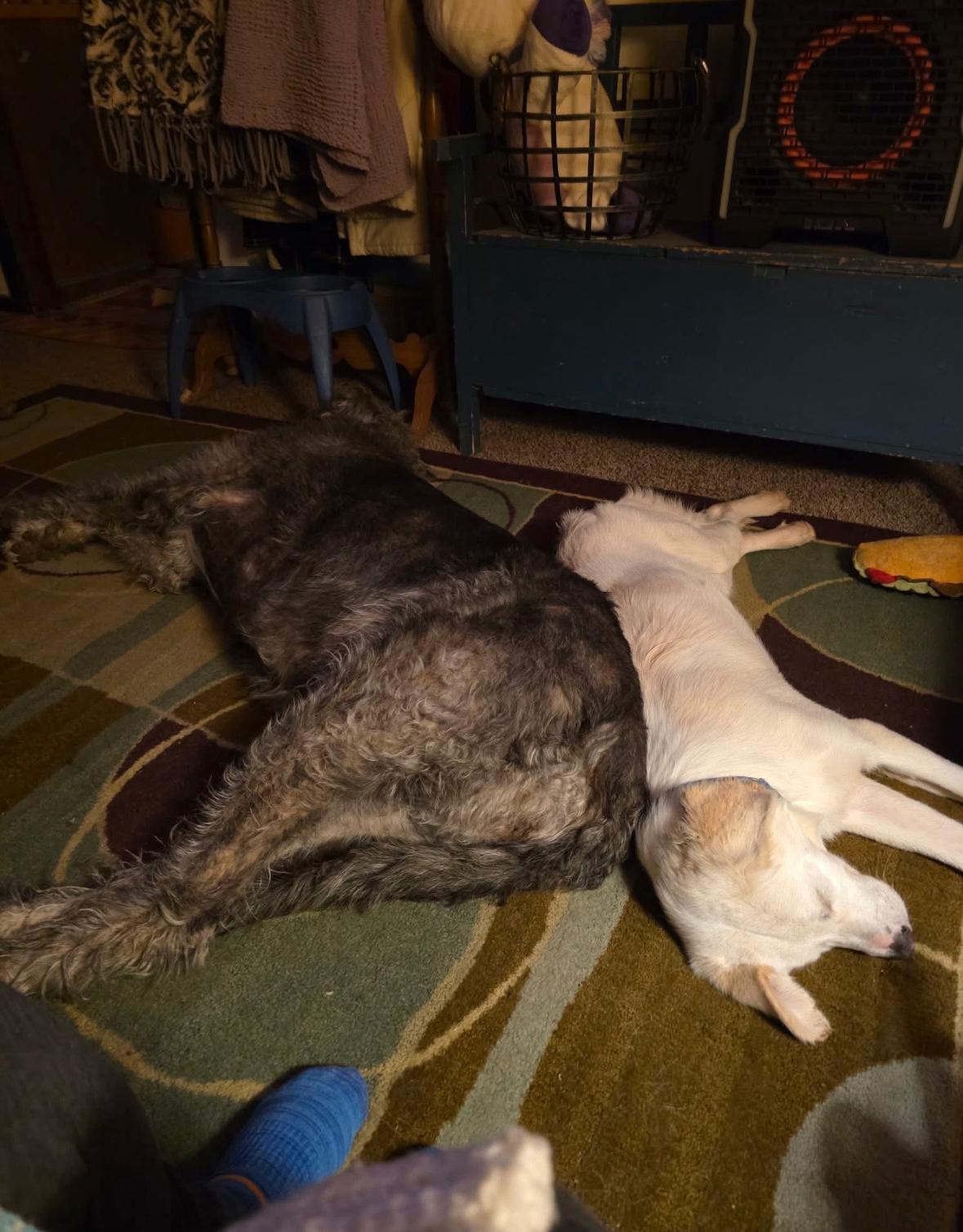 OBE - One Blue Eye, a Adoptable mixed breed in Elkhorn, WI image 4/5