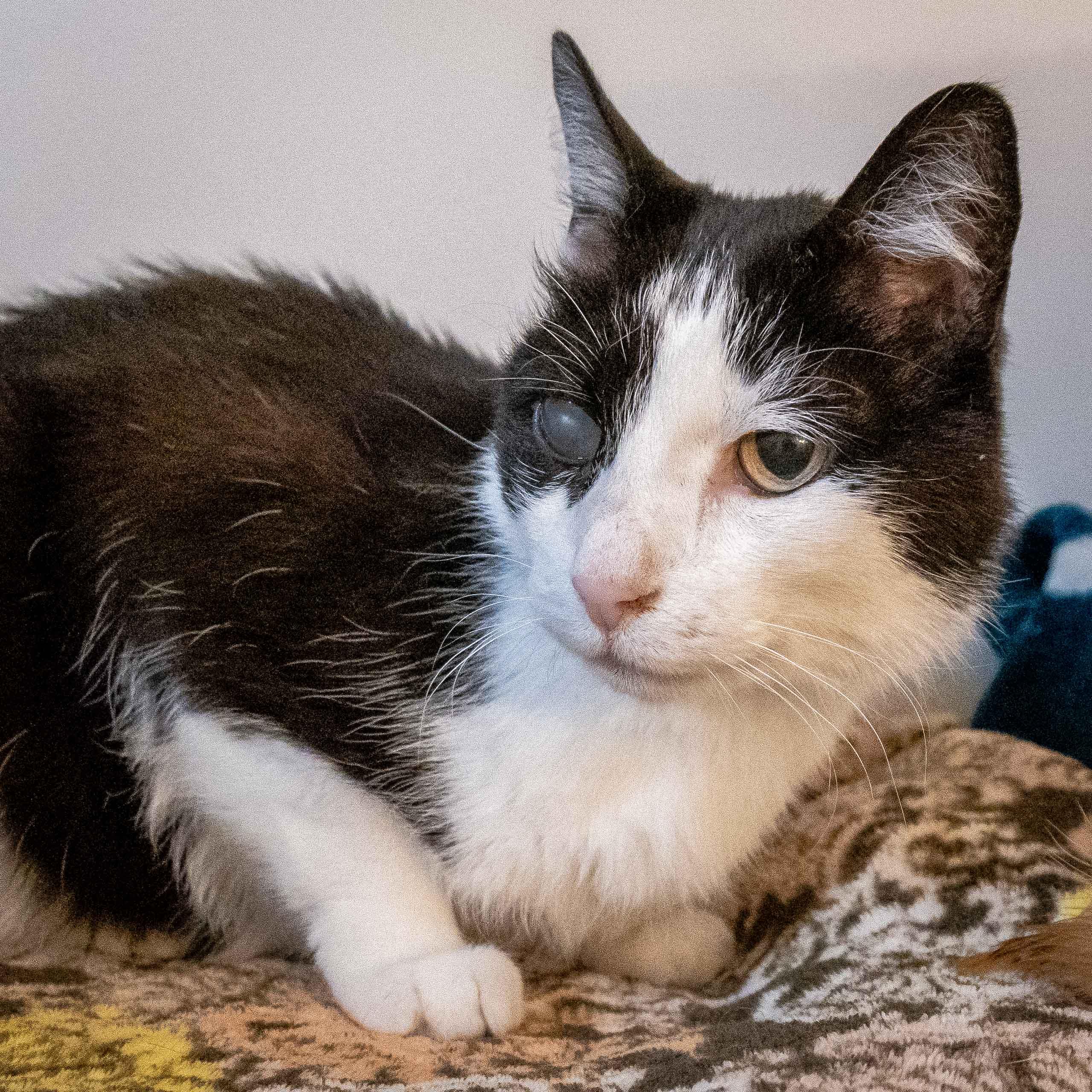 Enlarge SIR PATCHES, an adoptable Tuxedo in Tulsa, OK image 1/1