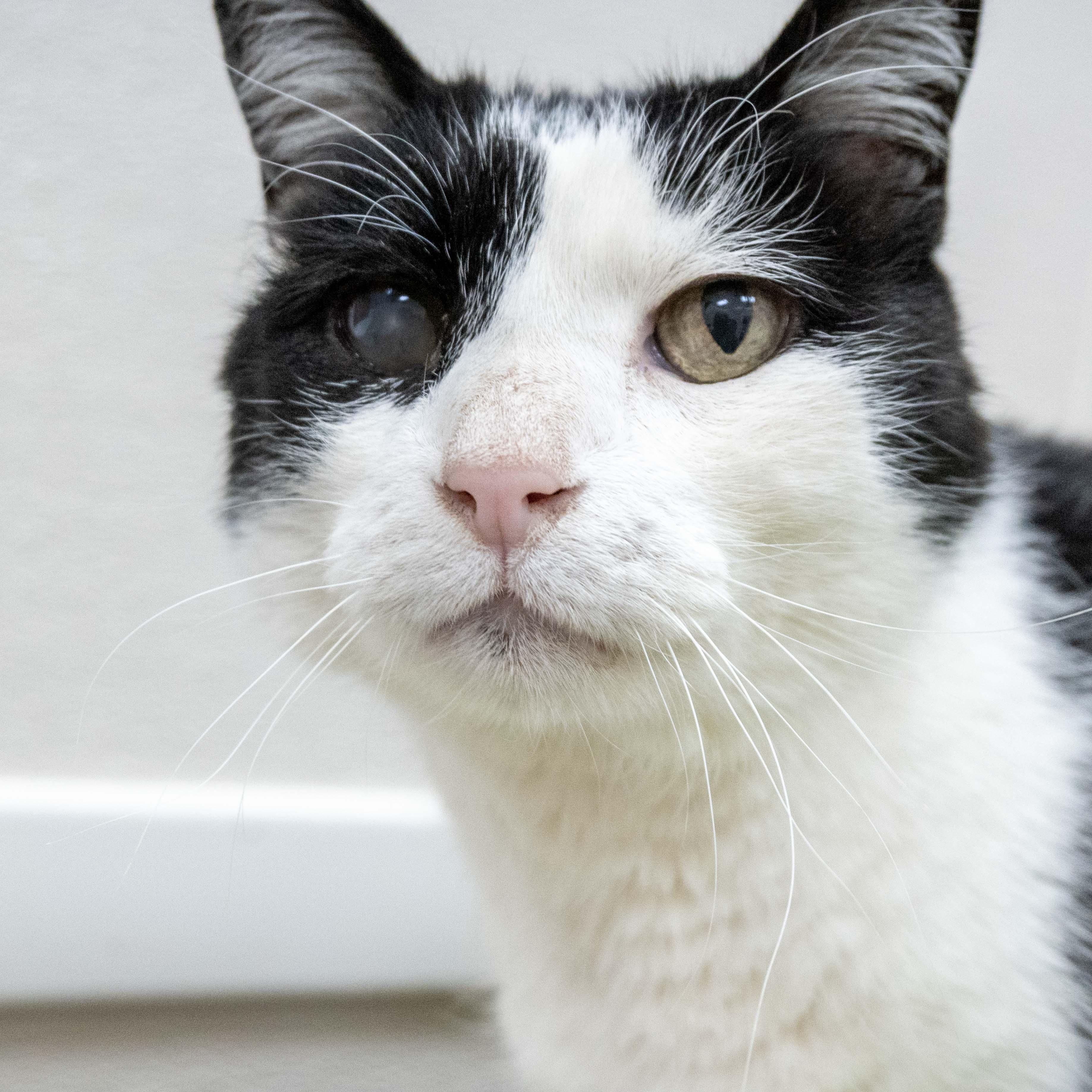 Enlarge SIR PATCHES, an adoptable Tuxedo in Tulsa, OK image 1/1