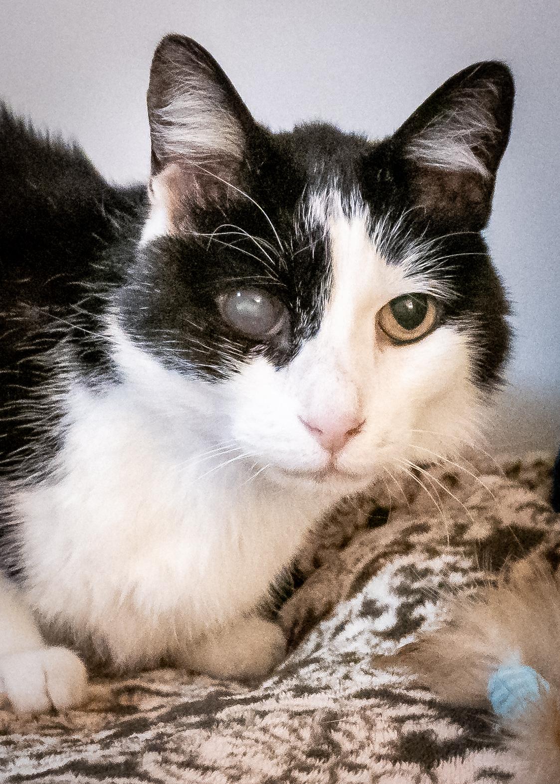 Enlarge SIR PATCHES, a ADOPTABLE Tuxedo in Tulsa, OK image 1/1