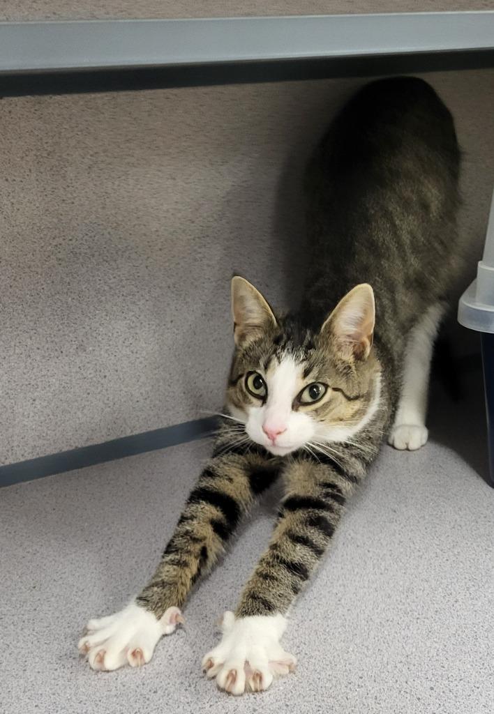 Noogie, Adopted, Young Male Domestic Short Hair.