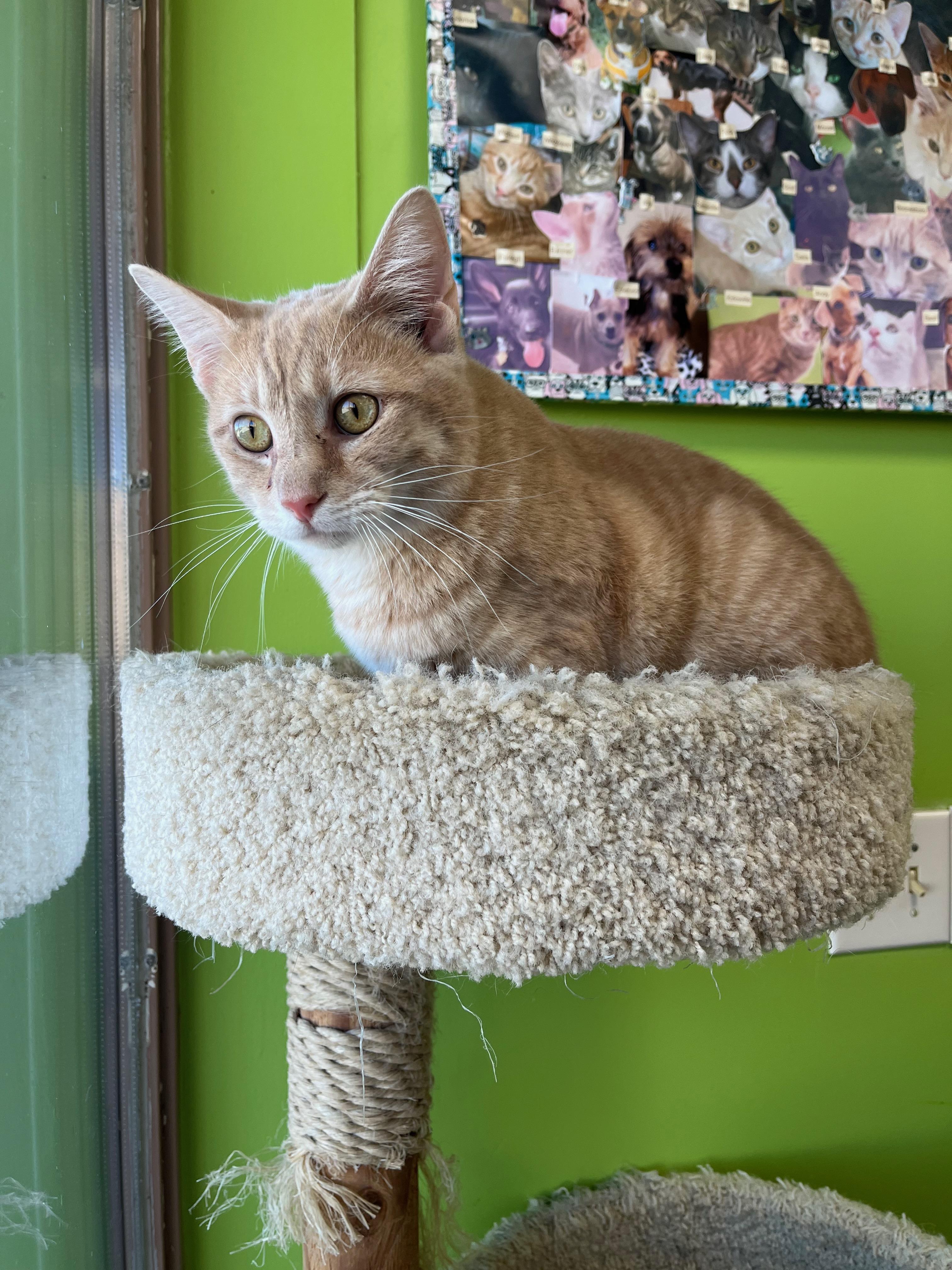 Enlarge Mustard, a Adoptable Domestic Short Hair in Richmond, KY image 5/6