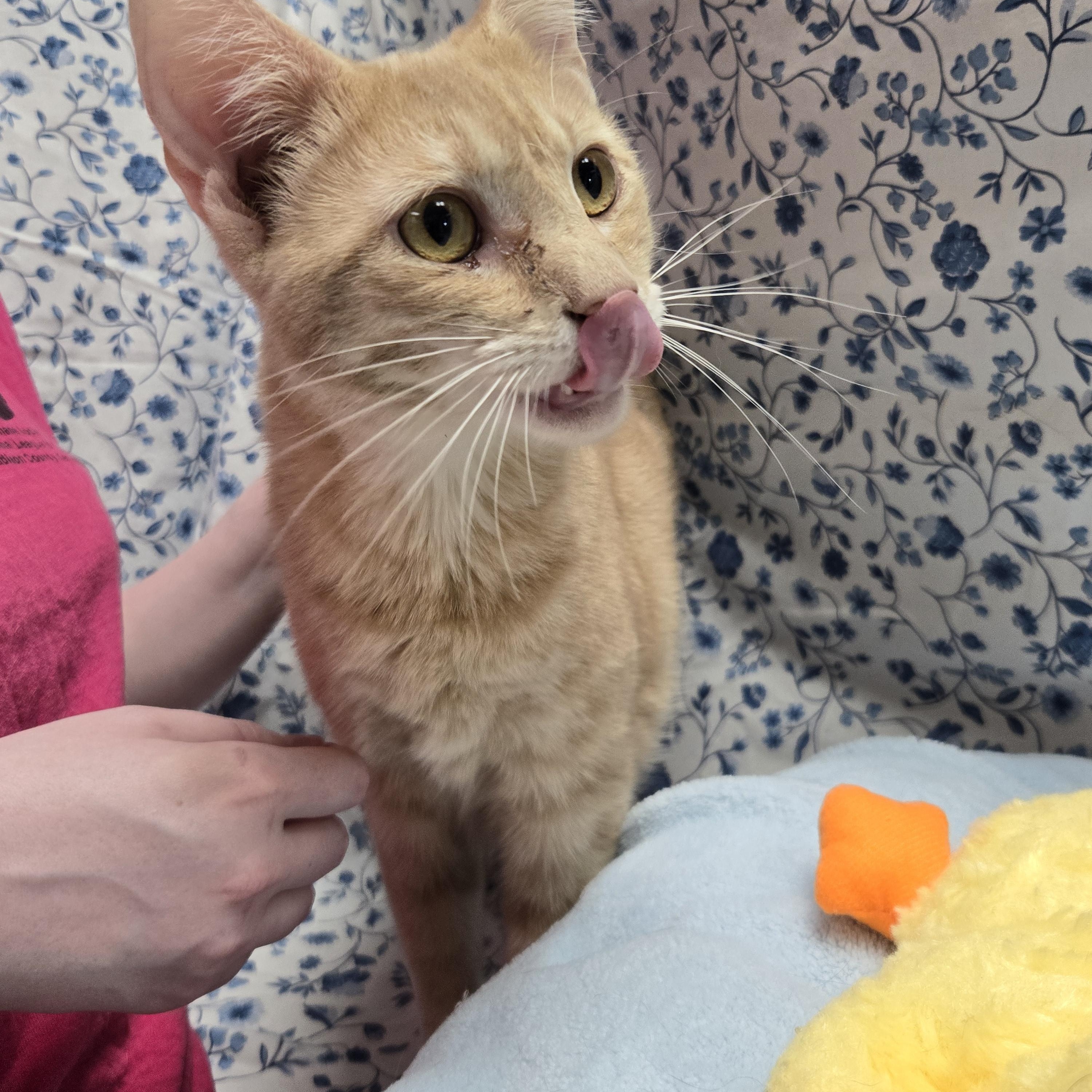 Mustard, Adoptable, Adult Male Domestic Short Hair.