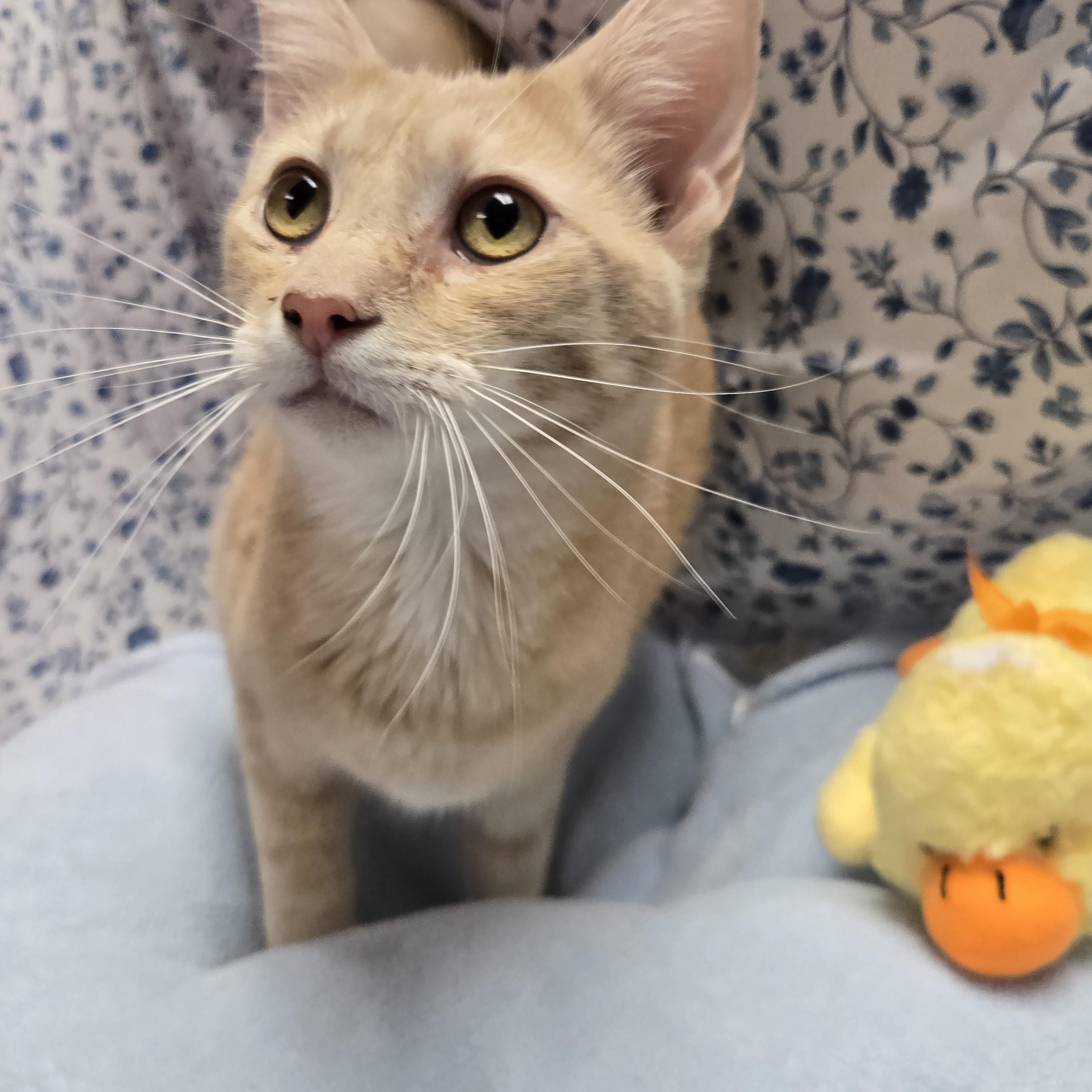 Enlarge Mustard, a Adoptable Domestic Short Hair in Richmond, KY image 6/6