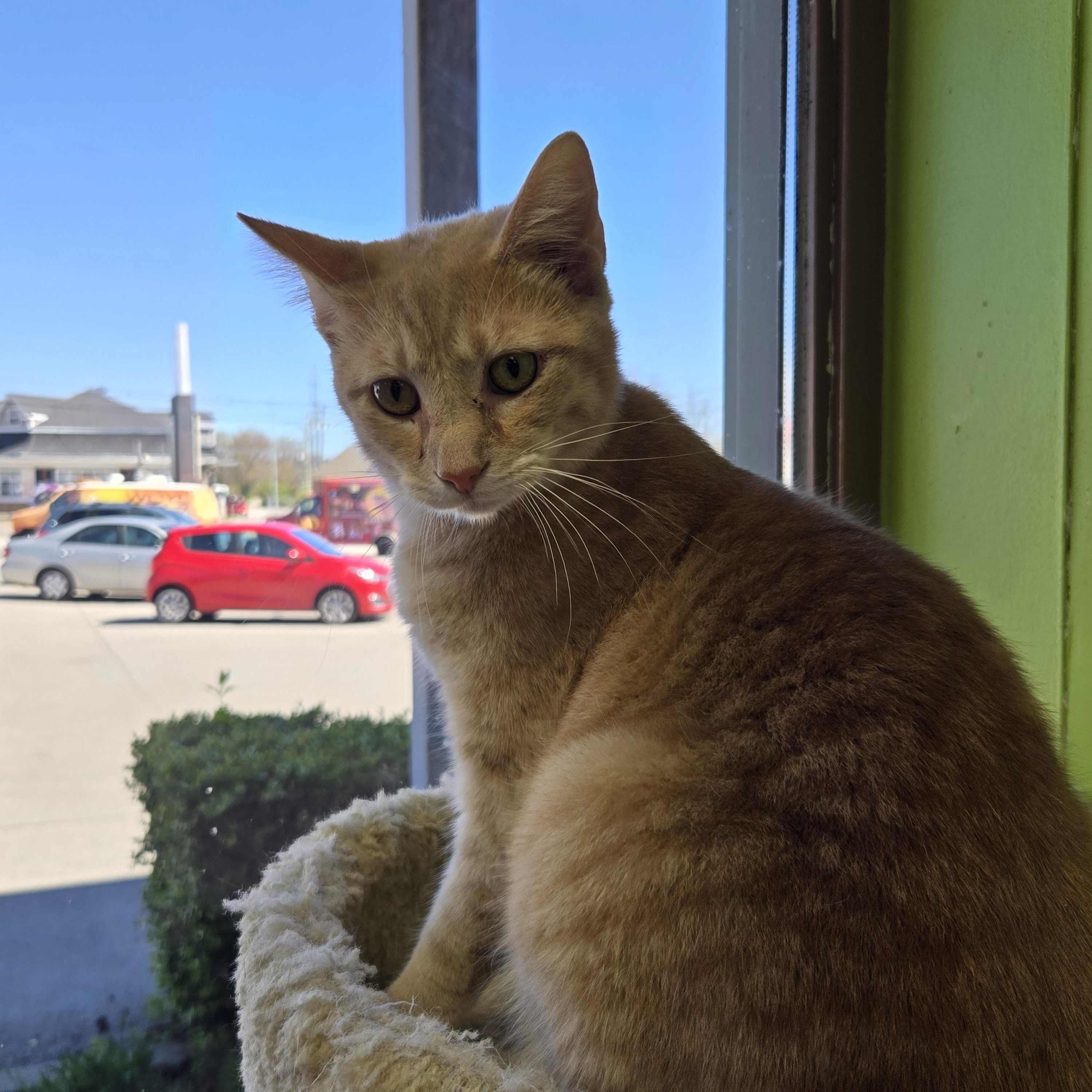 Enlarge Mustard, a Adoptable Domestic Short Hair in Richmond, KY image 4/6