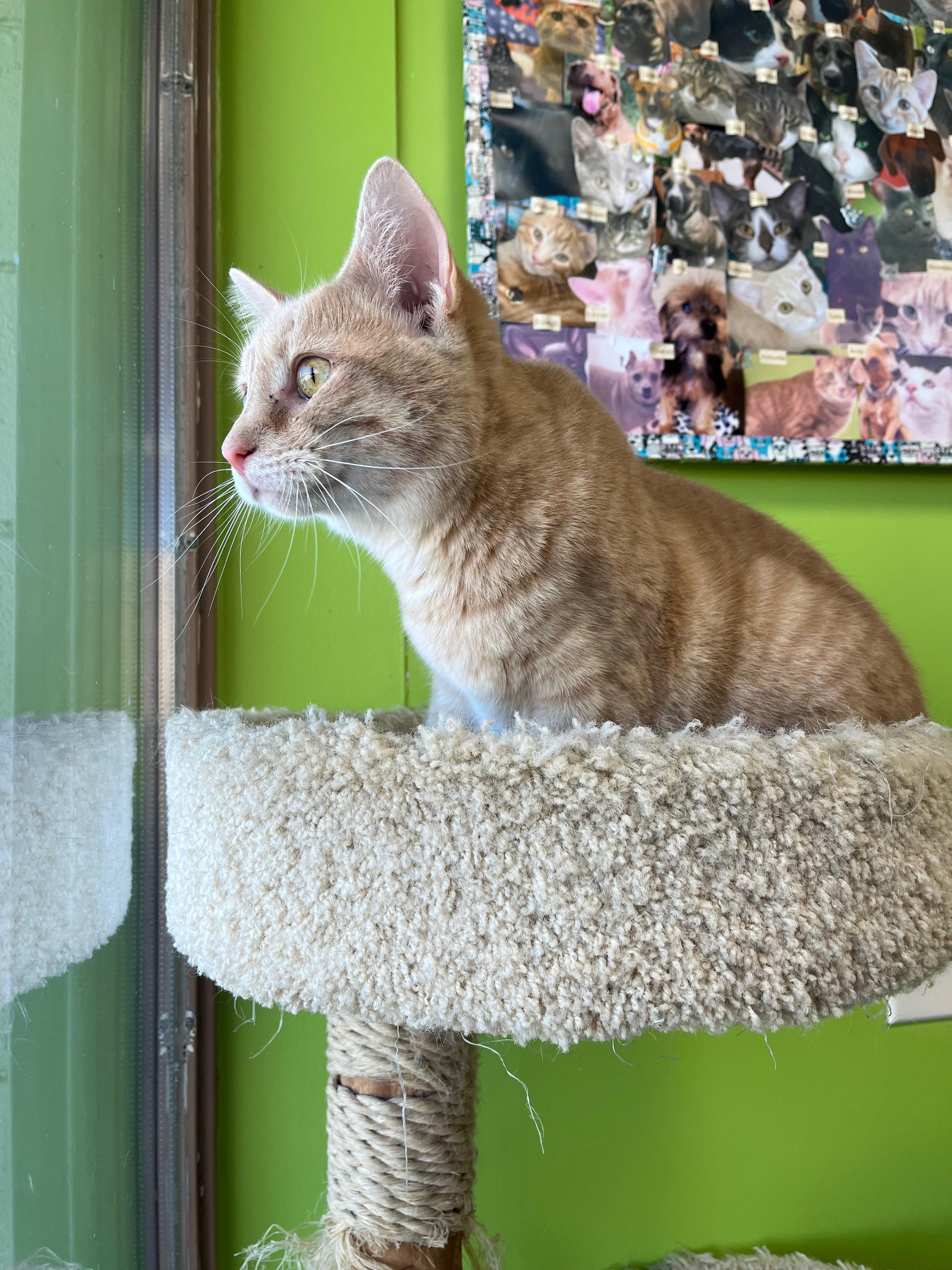 Enlarge Mustard, a Adoptable Domestic Short Hair in Richmond, KY image 3/6