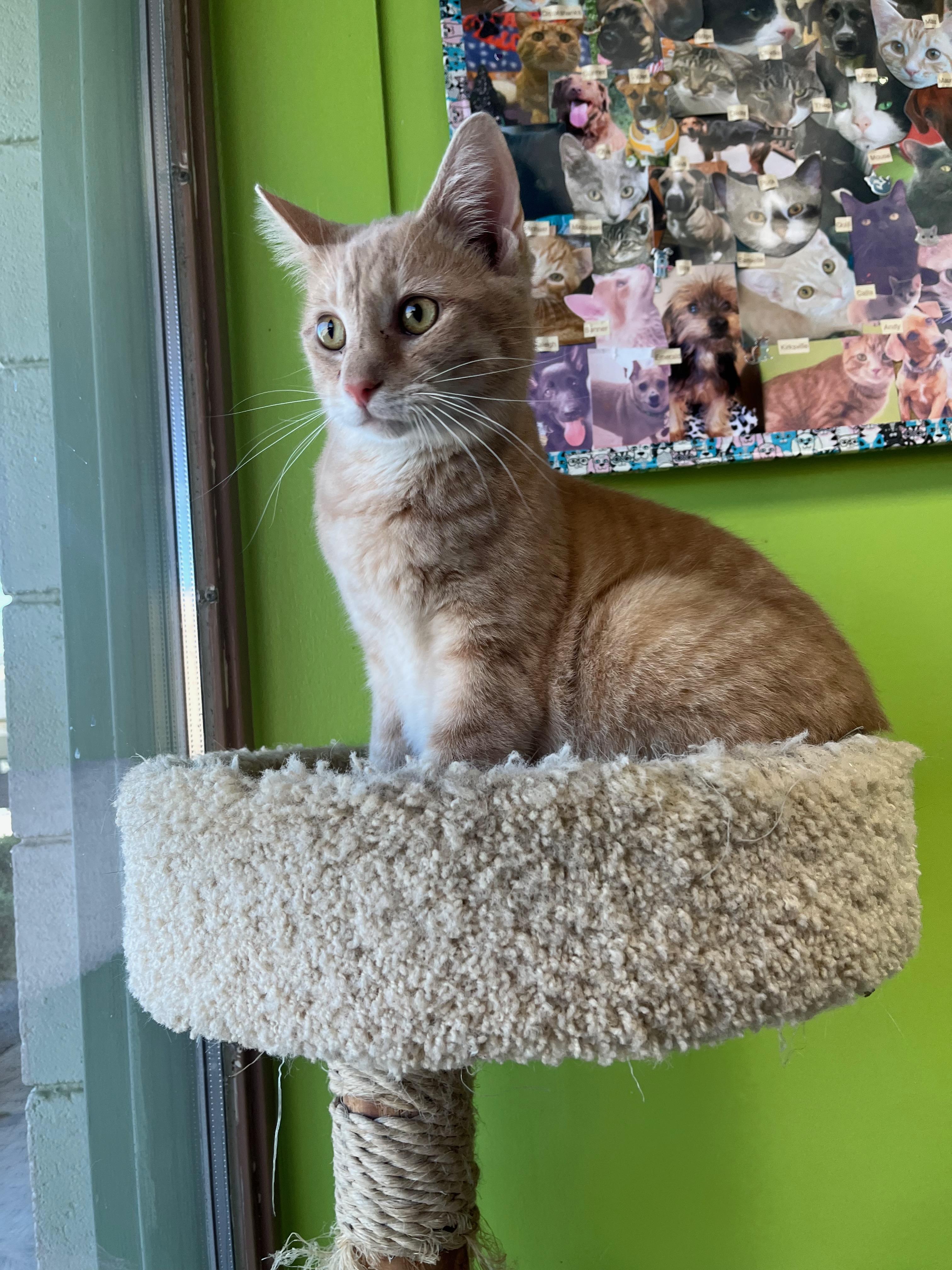 Enlarge Mustard, a Adoptable Domestic Short Hair in Richmond, KY image 2/6