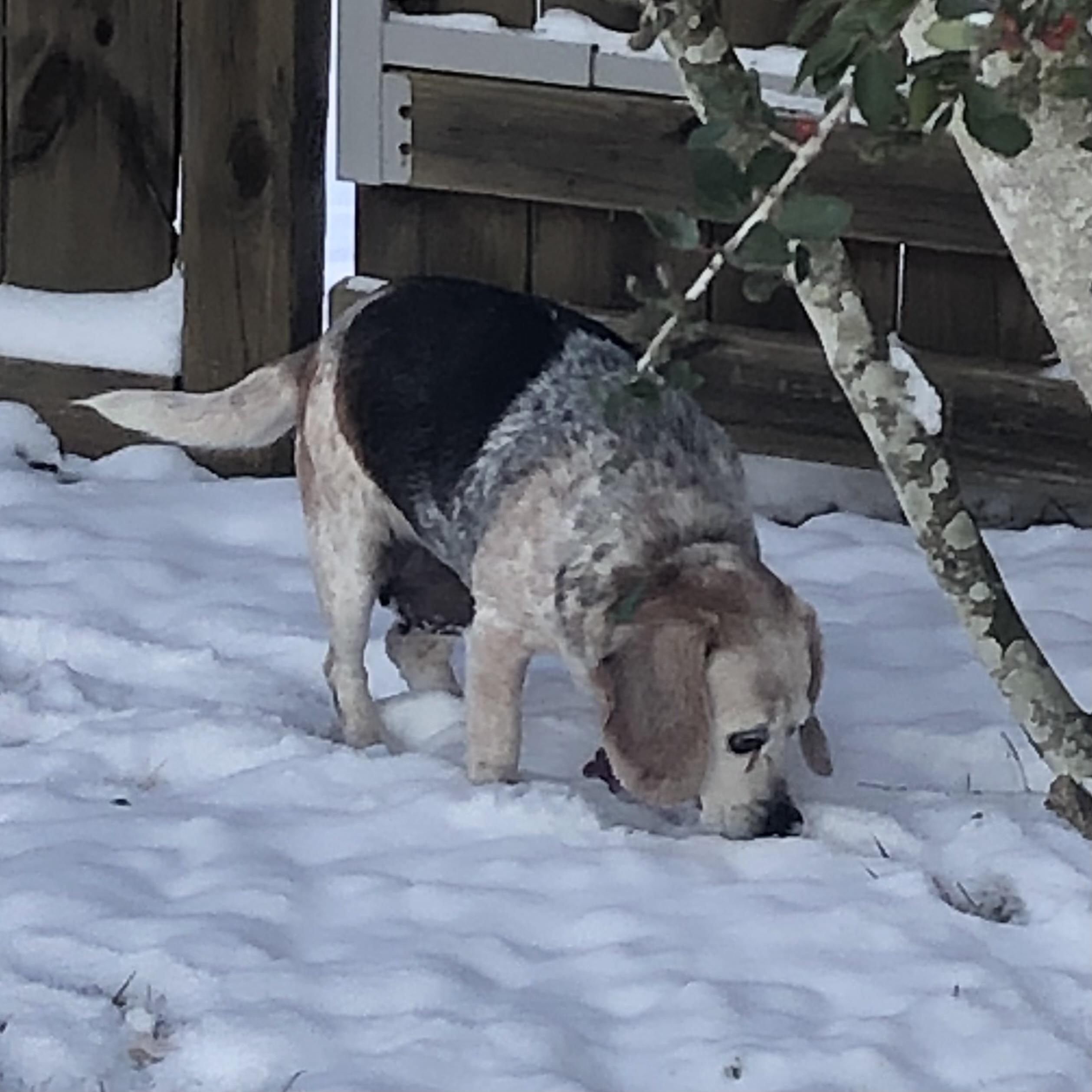 Auggie — thumbnail 4