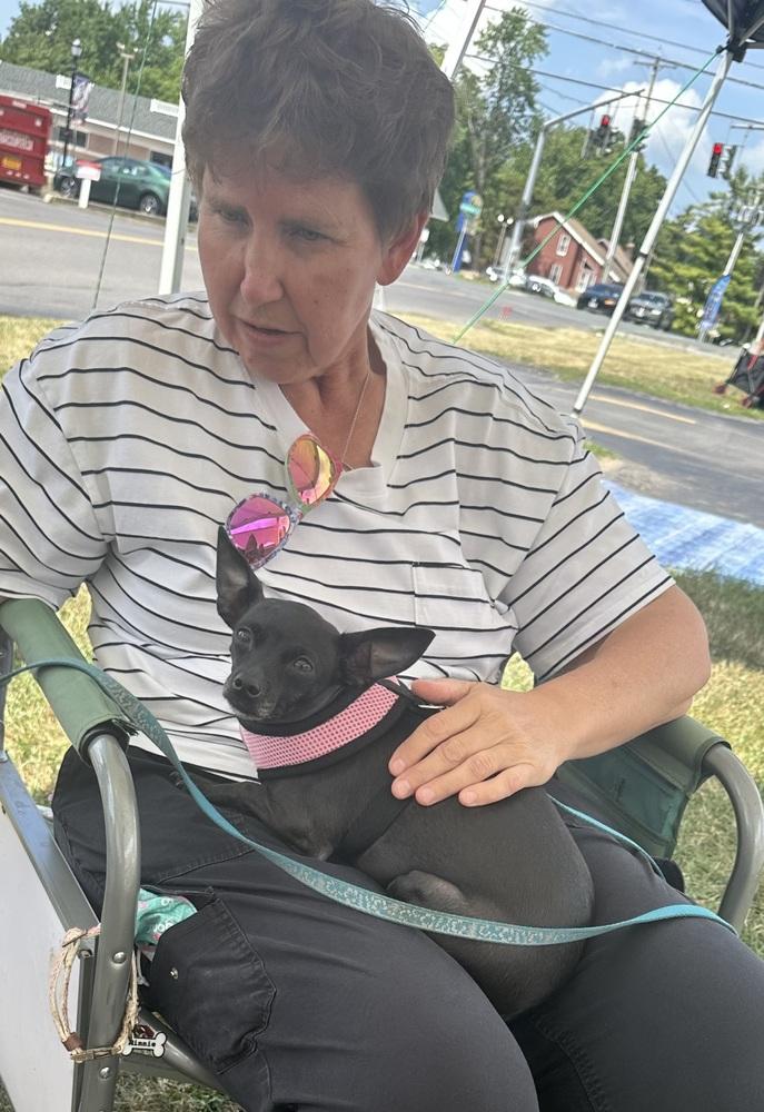 Minnie aka Crackers, Adoptable, Adult Female Chihuahua.