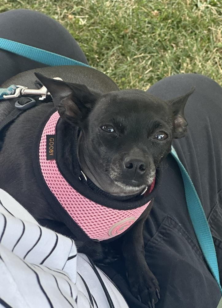 Enlarge Minnie aka Crackers, a Adoptable Chihuahua in Syracuse, NY image 2/6