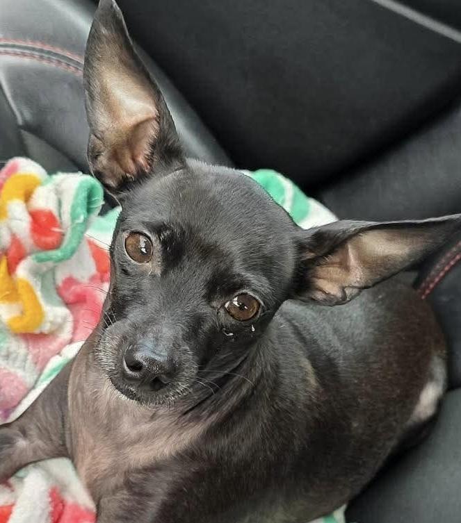 Enlarge Minnie aka Crackers, a Adoptable Chihuahua in Syracuse, NY image 3/6