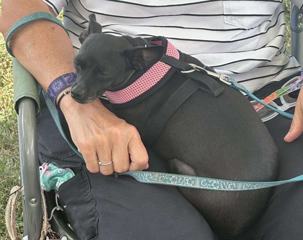 Enlarge Minnie aka Crackers, a Adoptable Chihuahua in Syracuse, NY image 4/6