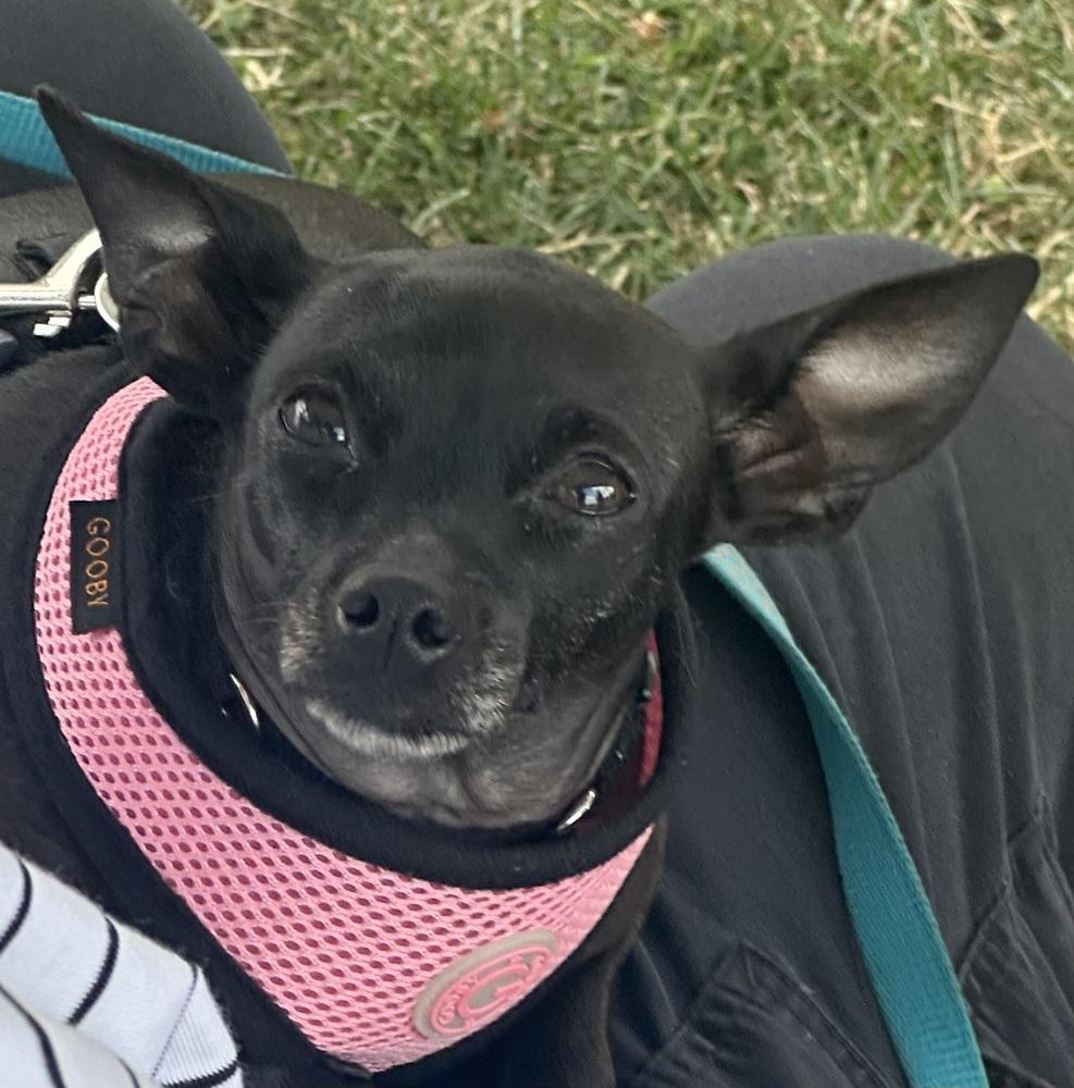 Enlarge Minnie aka Crackers, a Adoptable Chihuahua in Syracuse, NY image 5/6