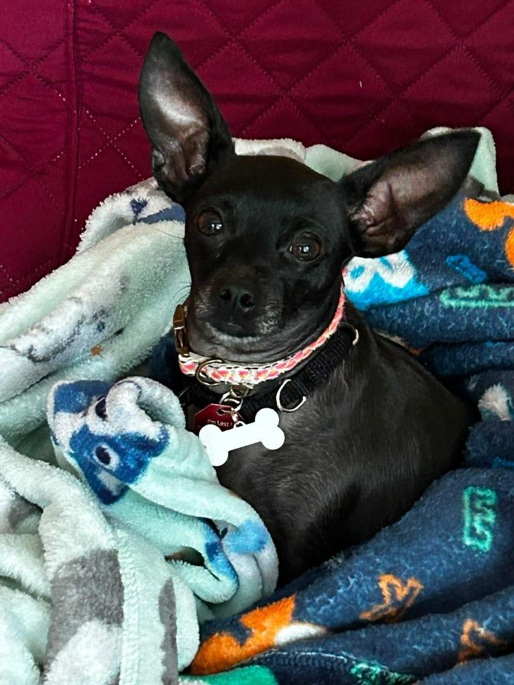 Enlarge Minnie aka Crackers, a Adoptable Chihuahua in Syracuse, NY image 6/6