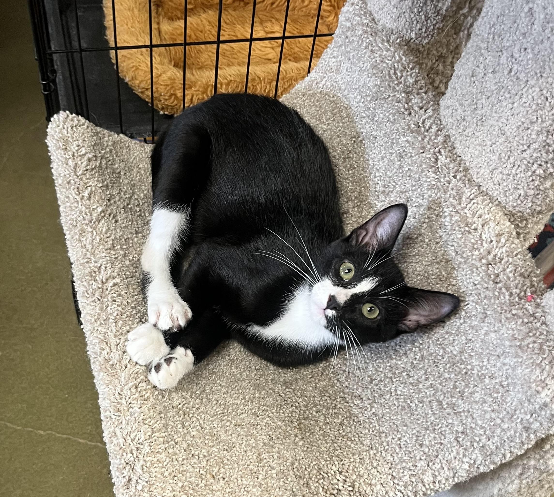 Enlarge Stallone, a Adoptable mixed breed in Hillsboro, TX image 1/6