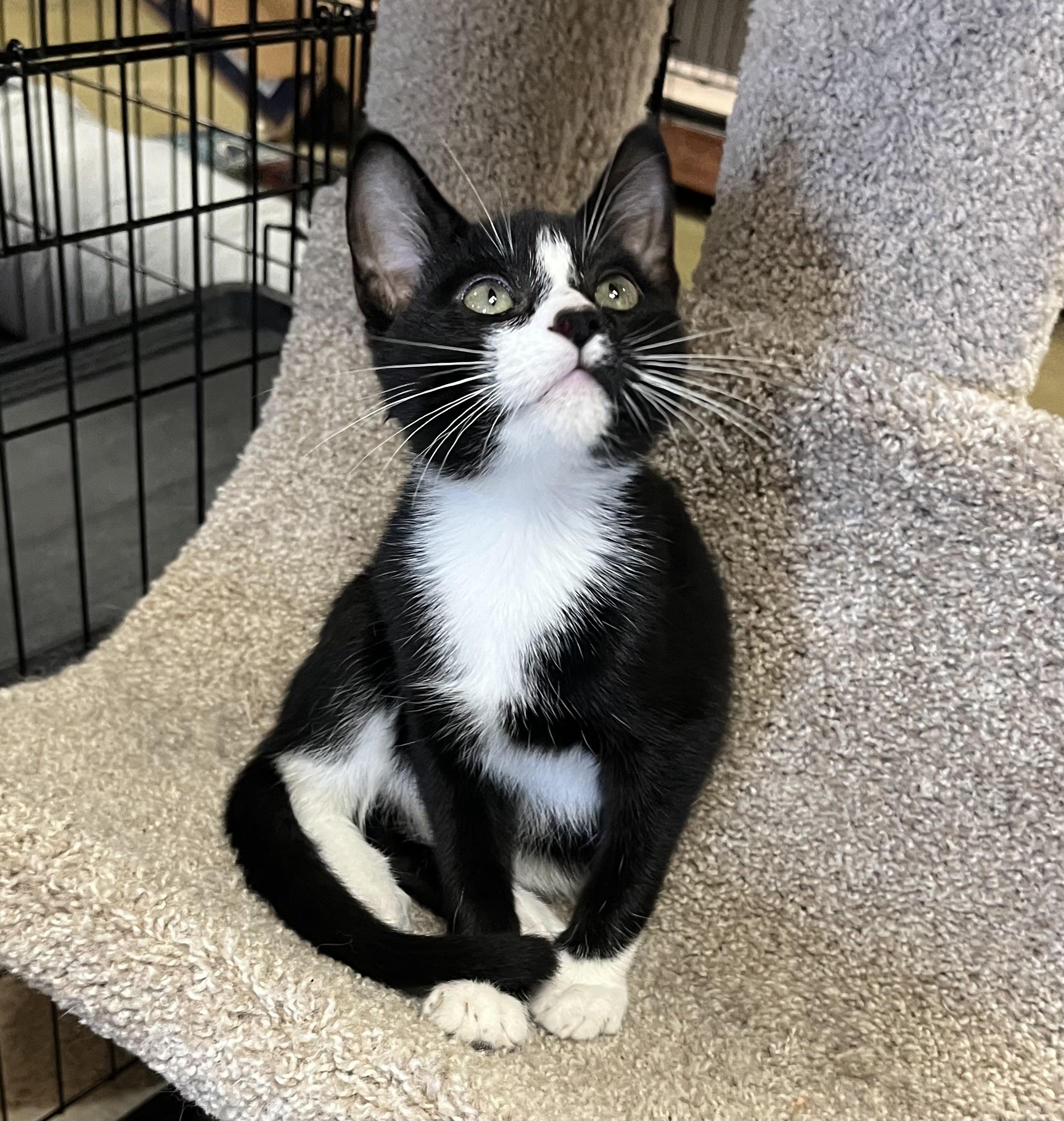 Stallone, Adoptable, Kitten Male Tuxedo & Domestic Short Hair.