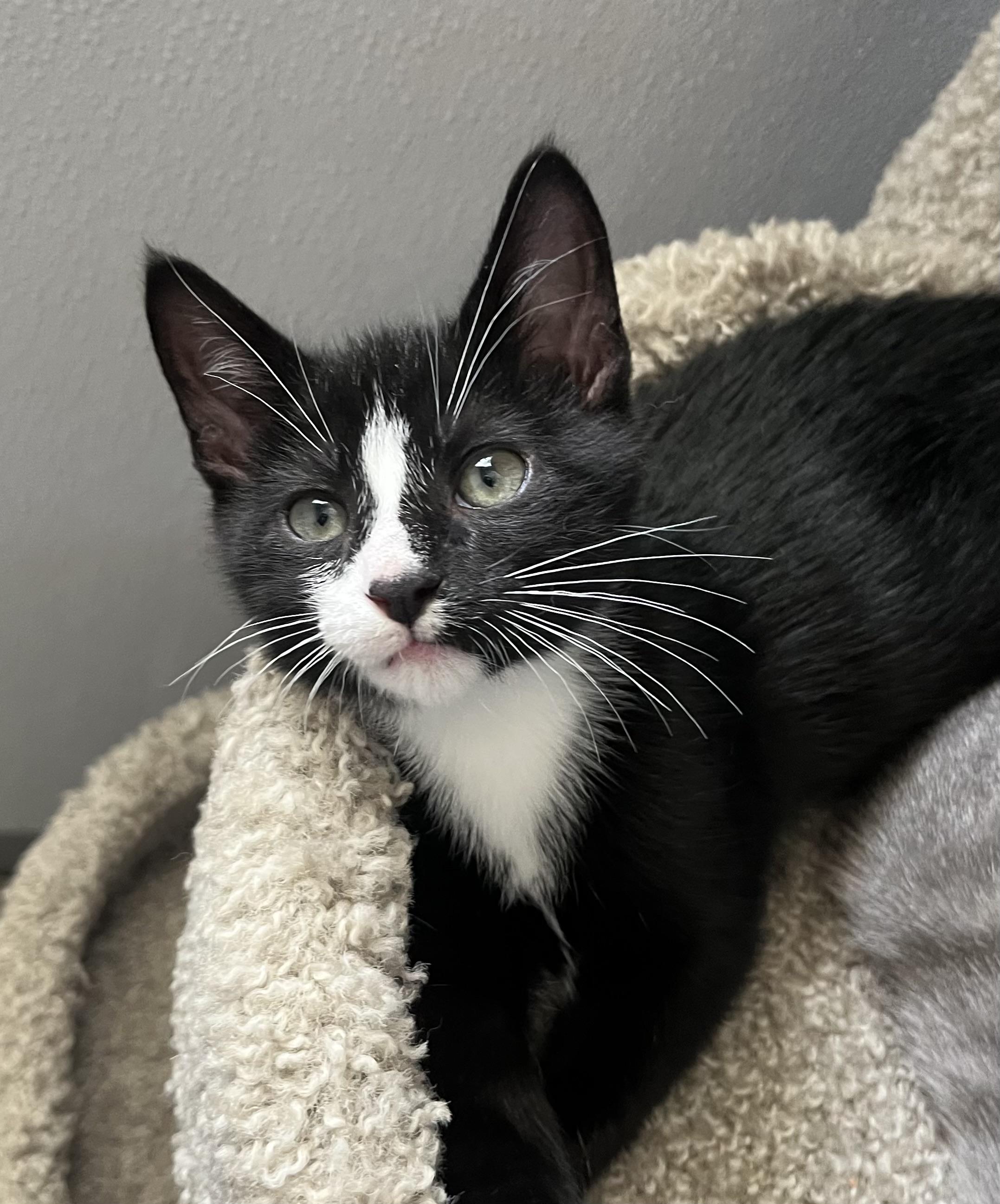 Enlarge Stallone, a Adoptable mixed breed in Hillsboro, TX image 2/6