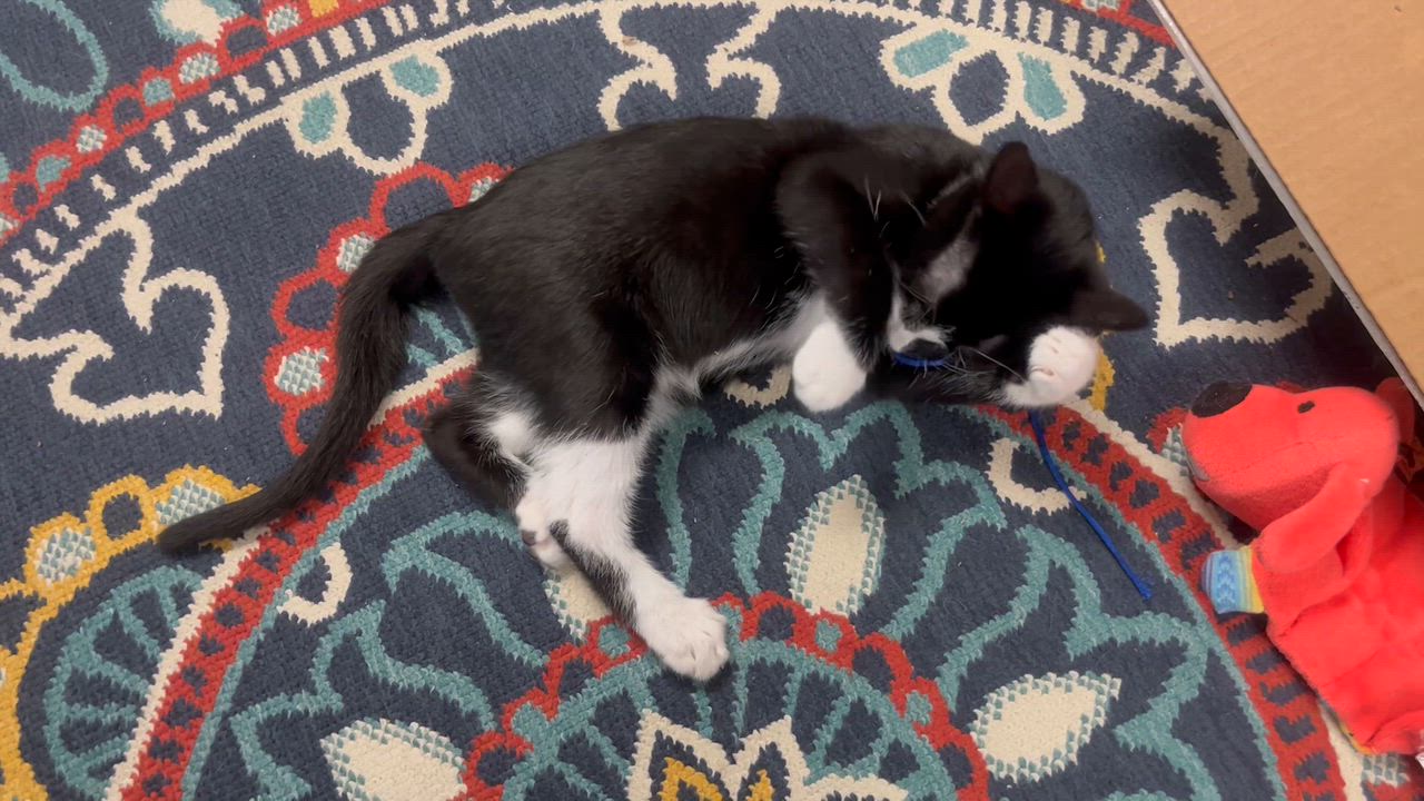 Enlarge Stallone, a Adoptable mixed breed in Hillsboro, TX video 2/5