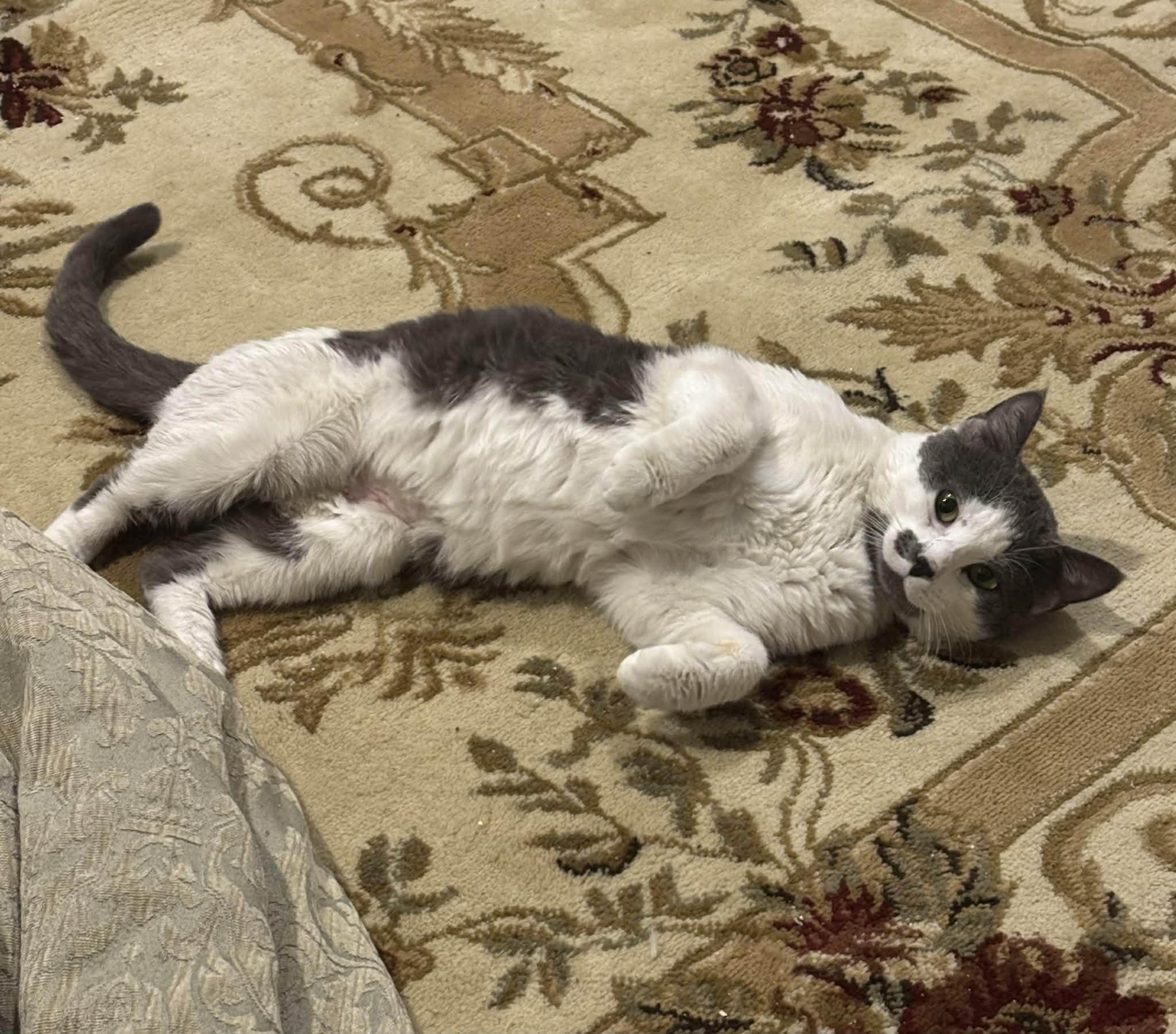 Enlarge Benny-lap cat, plays, an adopted Domestic Short Hair in Beverly, MA image 3/3
