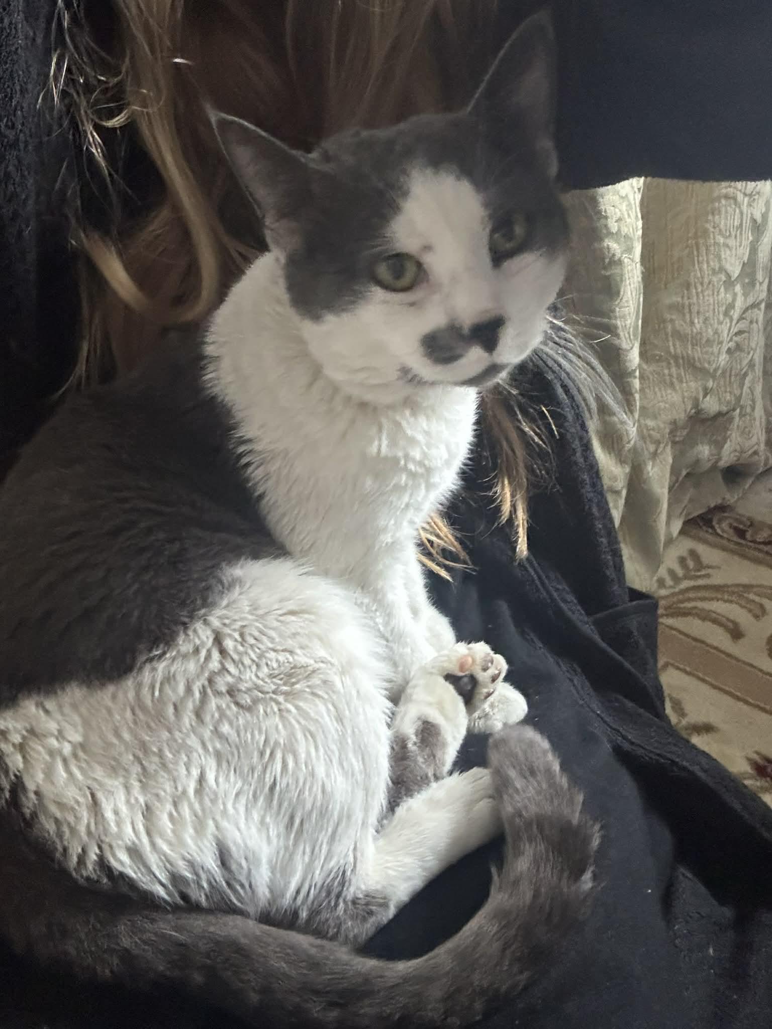 Benny-lap cat, plays, adopted, Adult Male Domestic Short Hair.