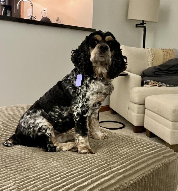 Enlarge Hazel, a Adoptable Cocker Spaniel in Garden City, MI image 2/6