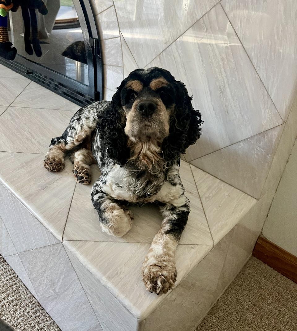 Enlarge Hazel, a Adoptable Cocker Spaniel in Garden City, MI image 6/6