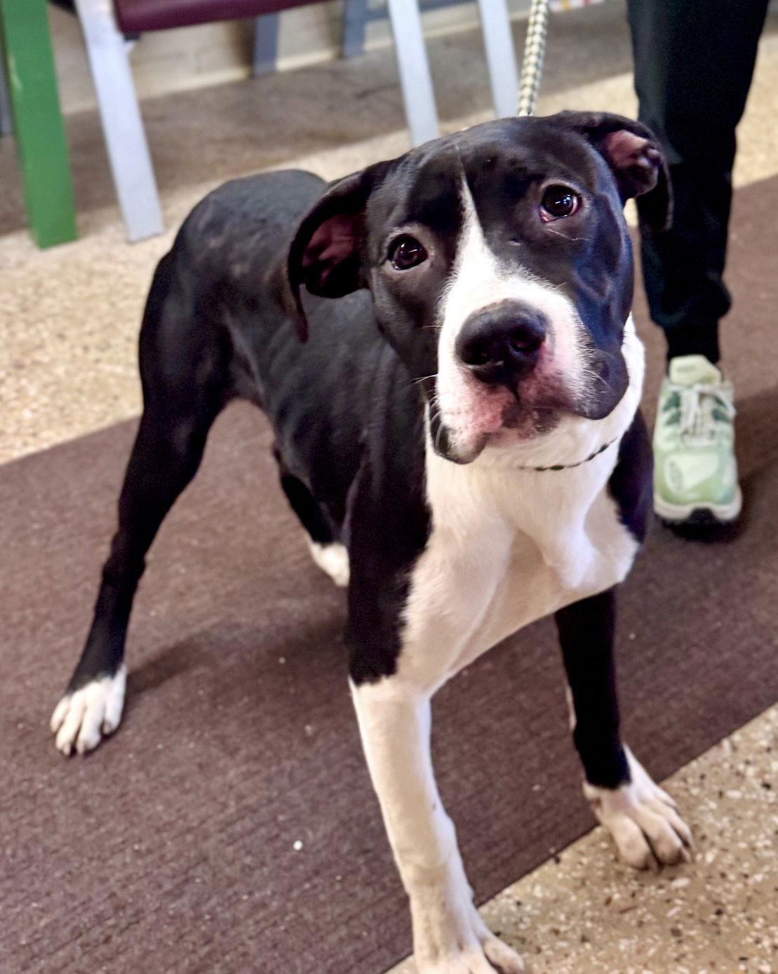 Goose, Adoptable, Young Male Pit Bull Terrier.