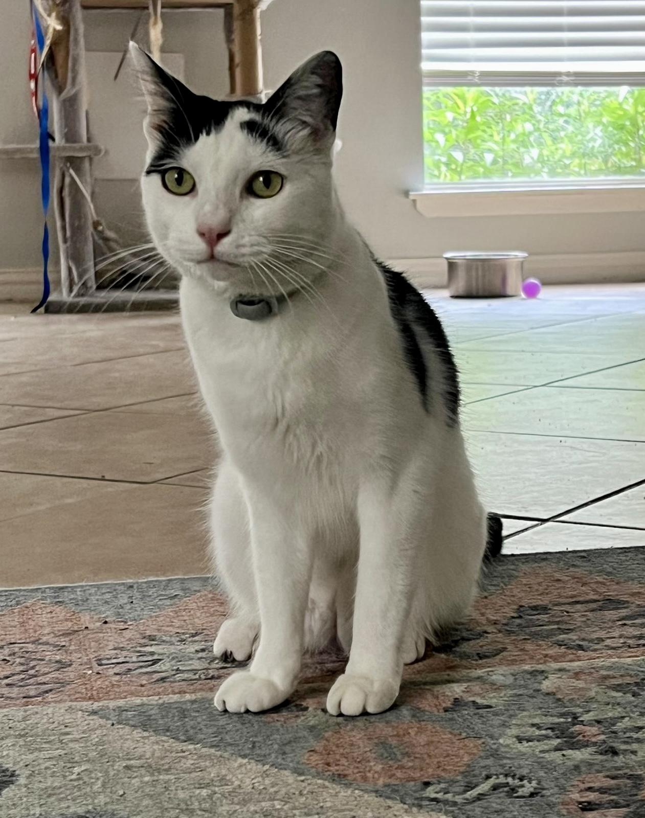 Charlie - Foster Home (Priscilla)