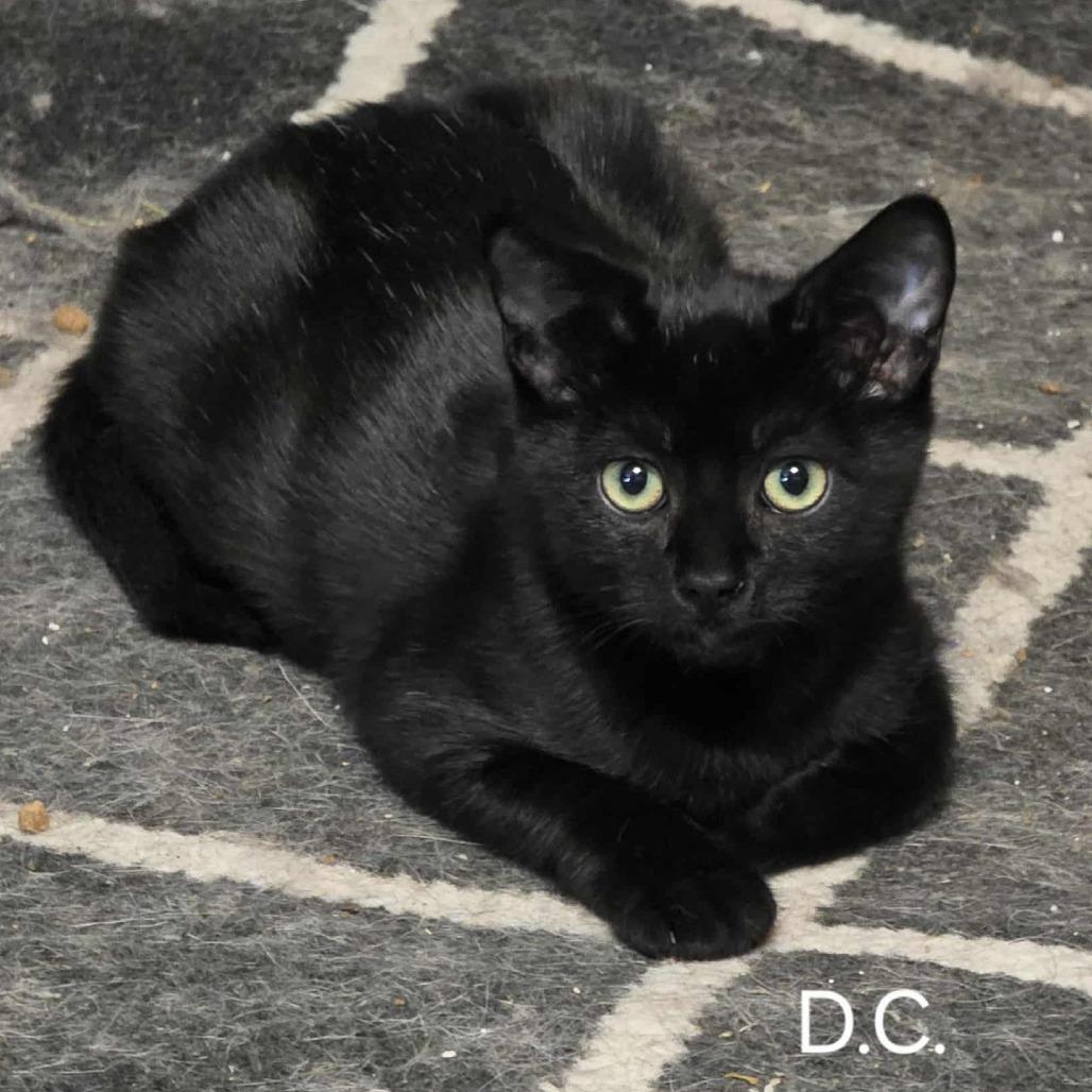 DC, Adoptable, Kitten Male Domestic Short Hair.